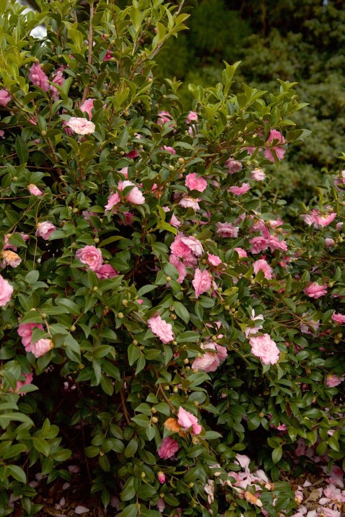 images/plants/camellia/cam-october-magic-pink-perplexion/cam-october-magic-pink-perplexion-0005.jpg