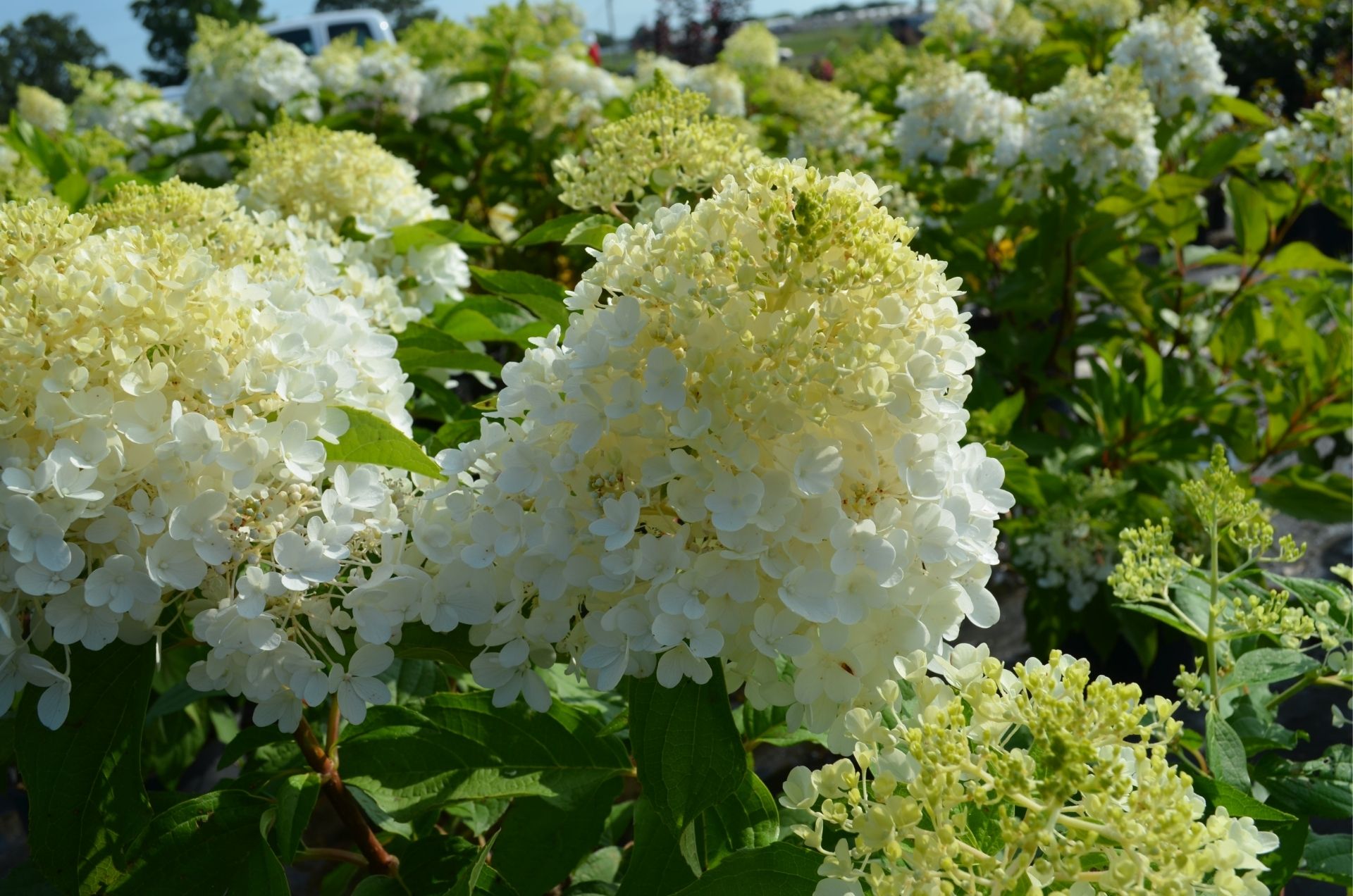 images/plants/hydrangea/hyd-magical-ruby-snow/hyd-magical-ruby-snow-0002.jpg