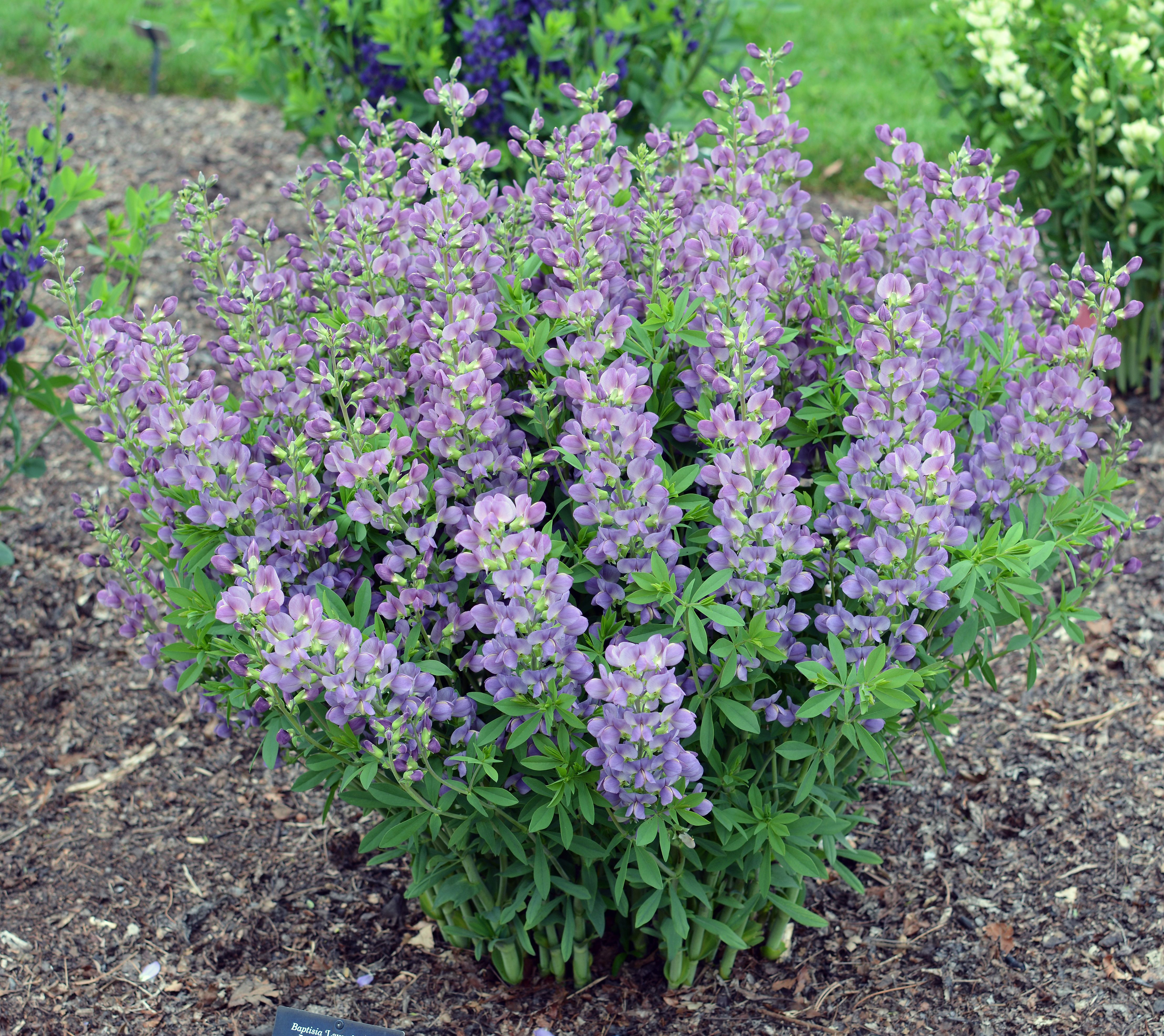 images/plants/baptisia/bap-lavendar-rose/bap-lavendar-rose-0001.jpg