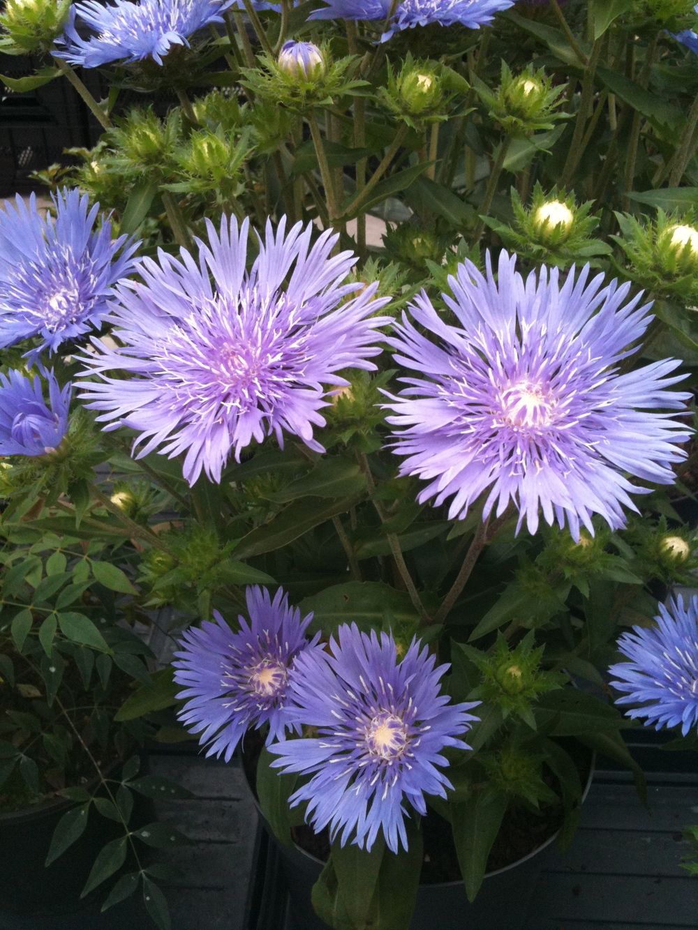 images/plants/stokesia/sto-mels-blue/sto-mels-blue-0008.jpg