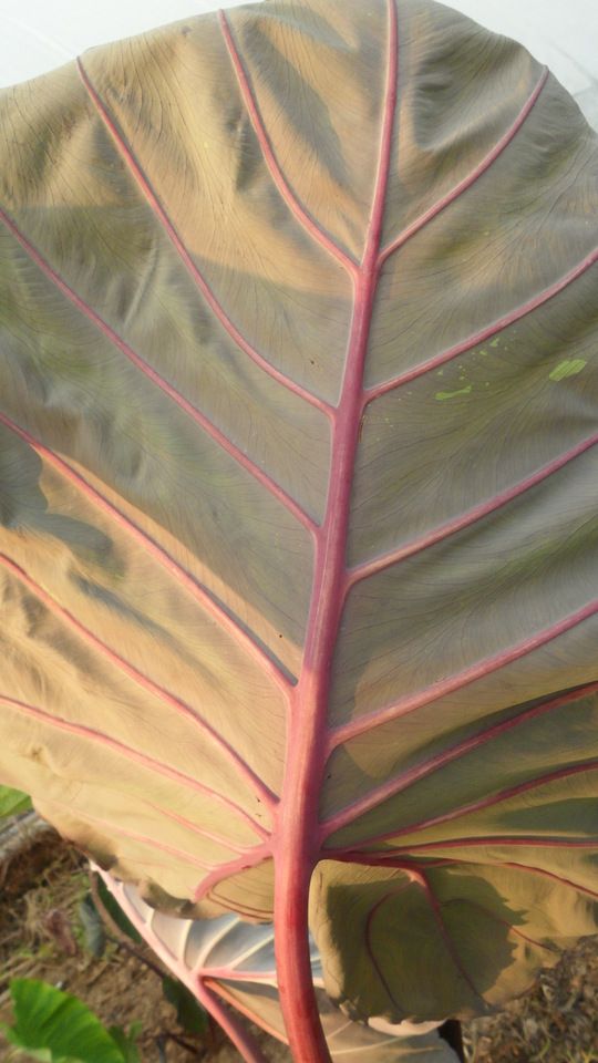 images/plants/colocasia/col-noble-gigante/col-noble-gigante-0005.jpg