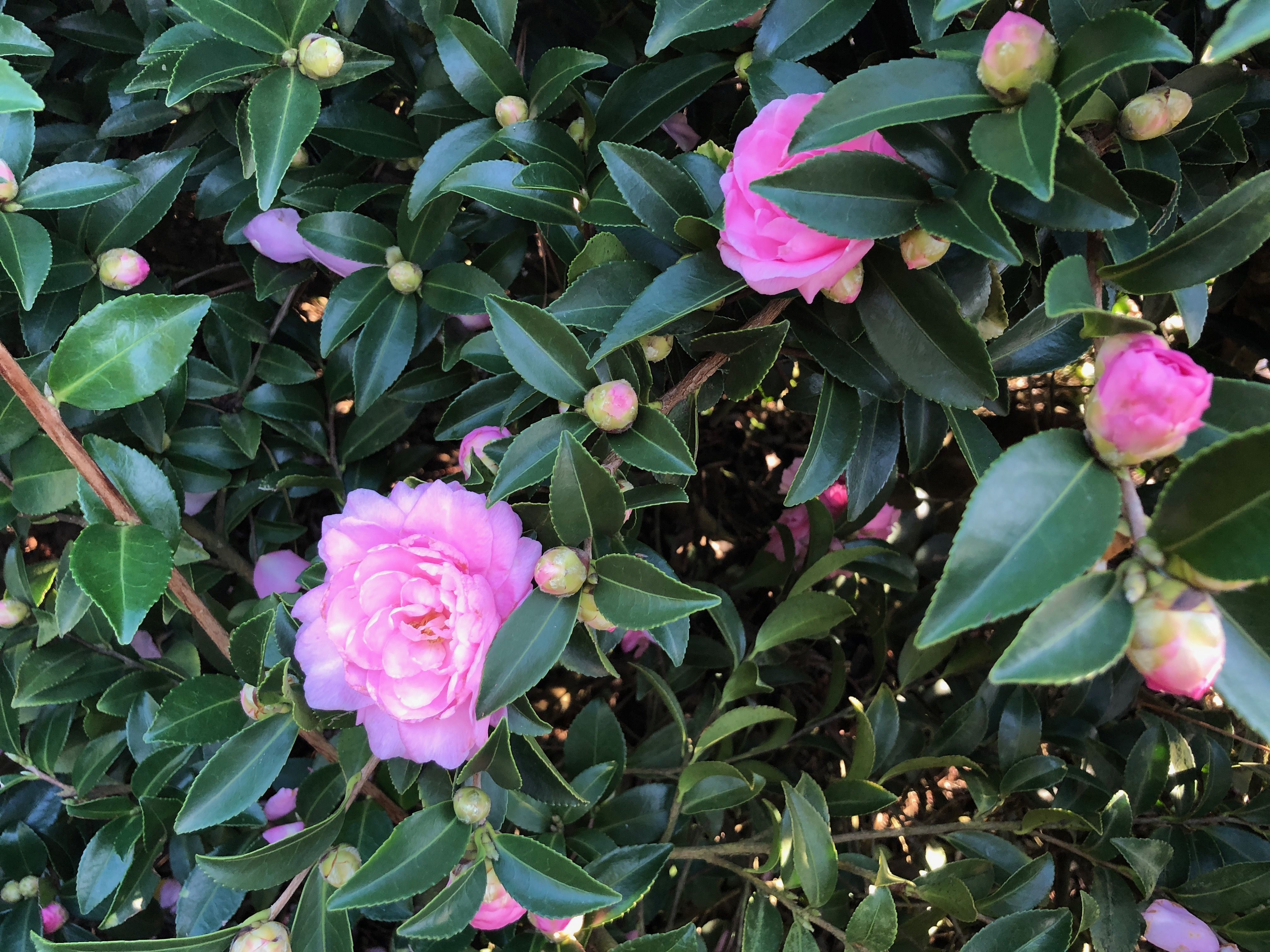 images/plants/camellia/cam-october-magic-pink-perplexion/cam-october-magic-pink-perplexion-0021.jpg