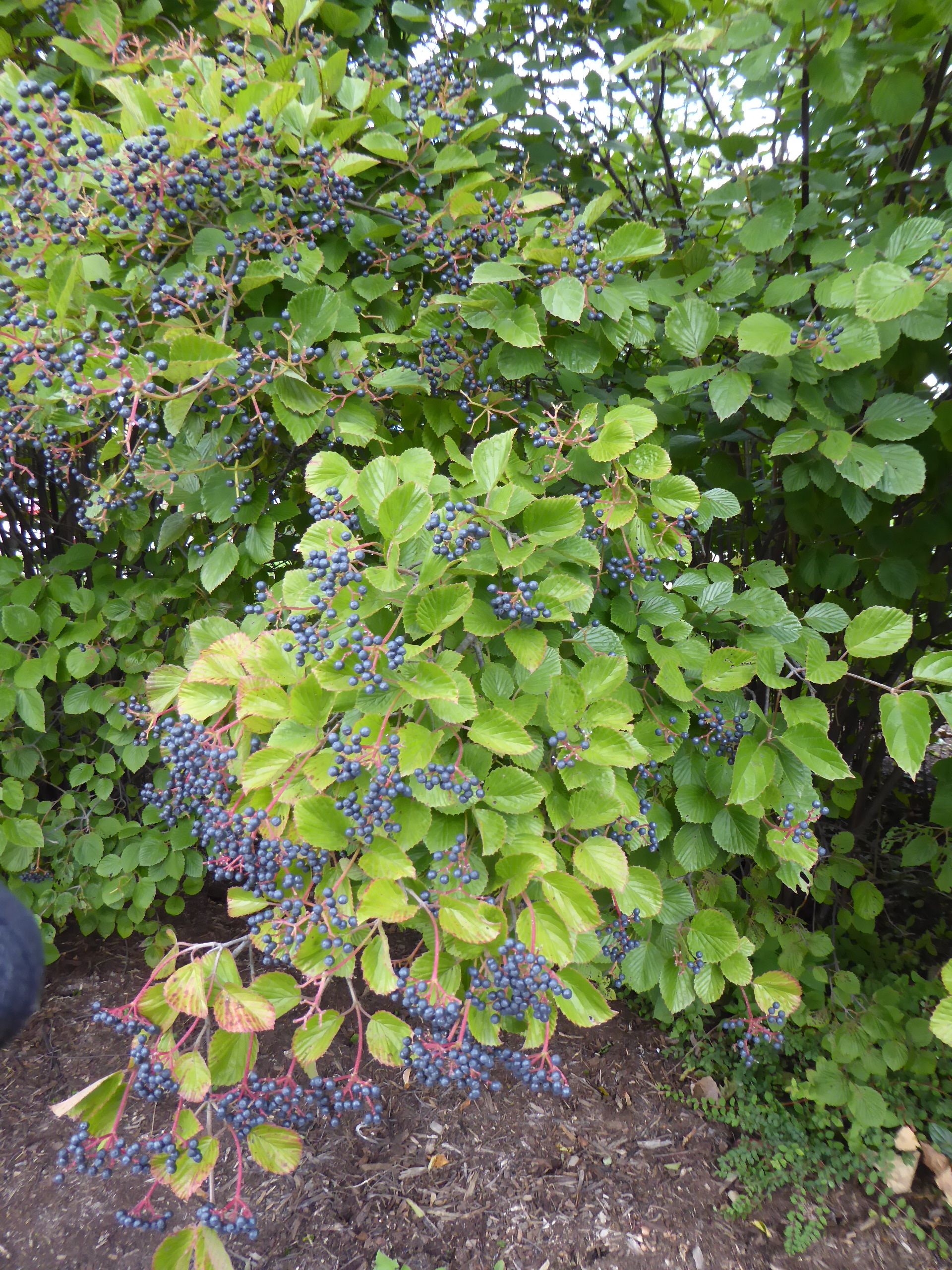 images/plants/viburnum/vib-northern-burgundy/vib-northern-burgundy-0004.jpg