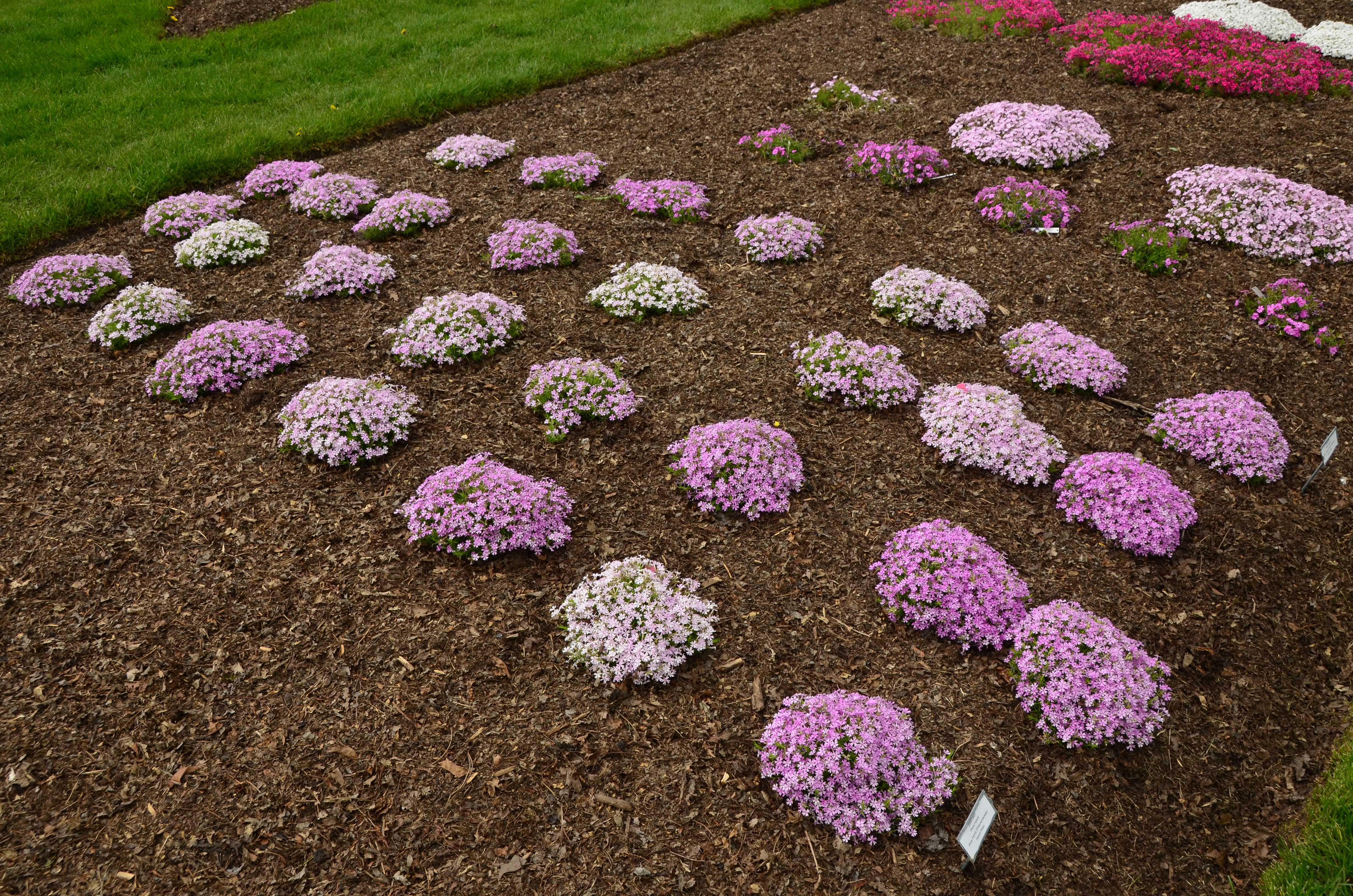 images/plants/phlox/phl-perfectly-puzzling/phl-perfectly-puzzling-0010.jpg
