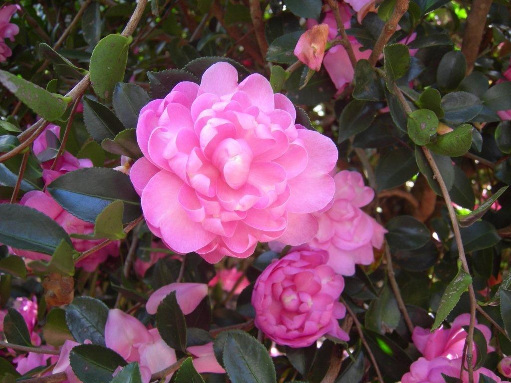images/plants/camellia/cam-susy-dirr/cam-susy-dirr-0002.jpg