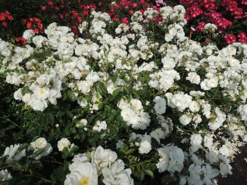 images/plants/rosa/ros-nitty-gritty-white/ros-nitty-gritty-white-0004.jpg