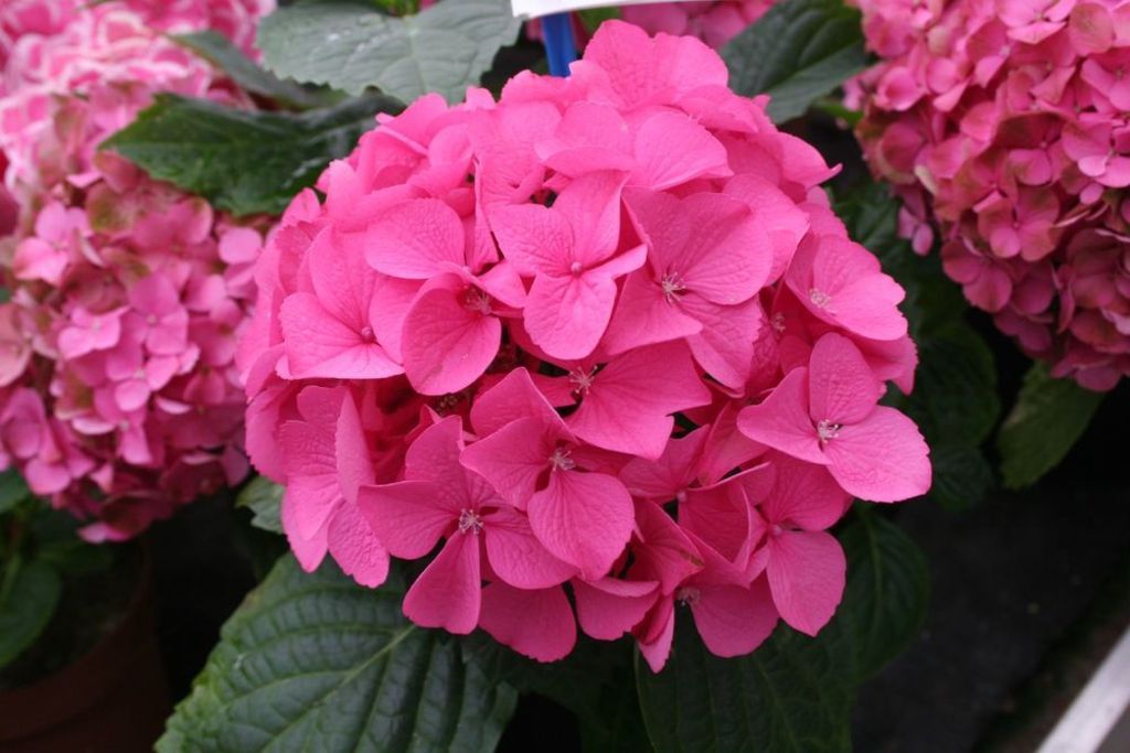 images/plants/hydrangea/hyd-magical-everlasting-garnet/hyd-magical-everlasting-garnet-0006.jpg