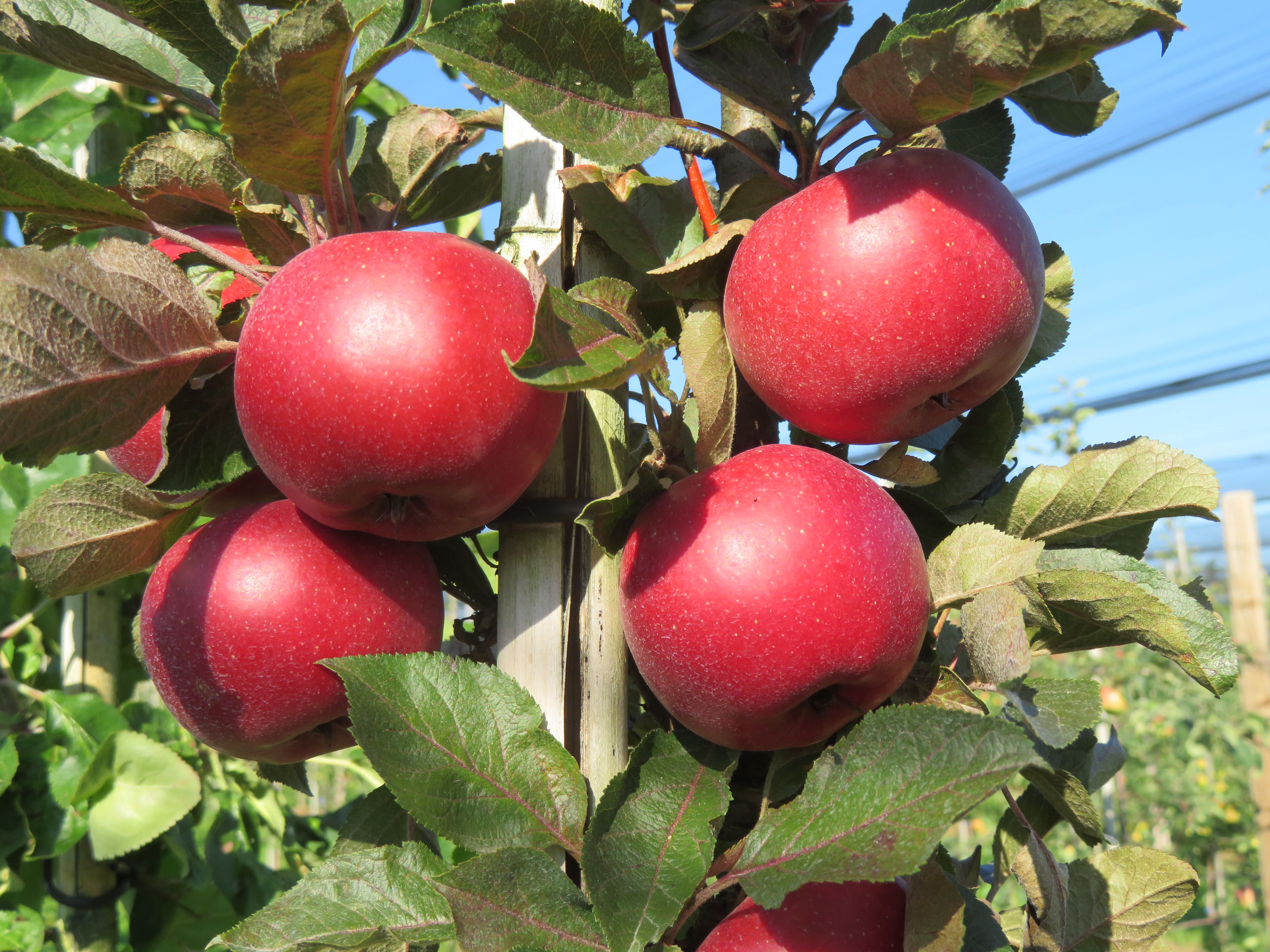 images/plants/malus/mal-all-red/mal-all-red-0008.jpg