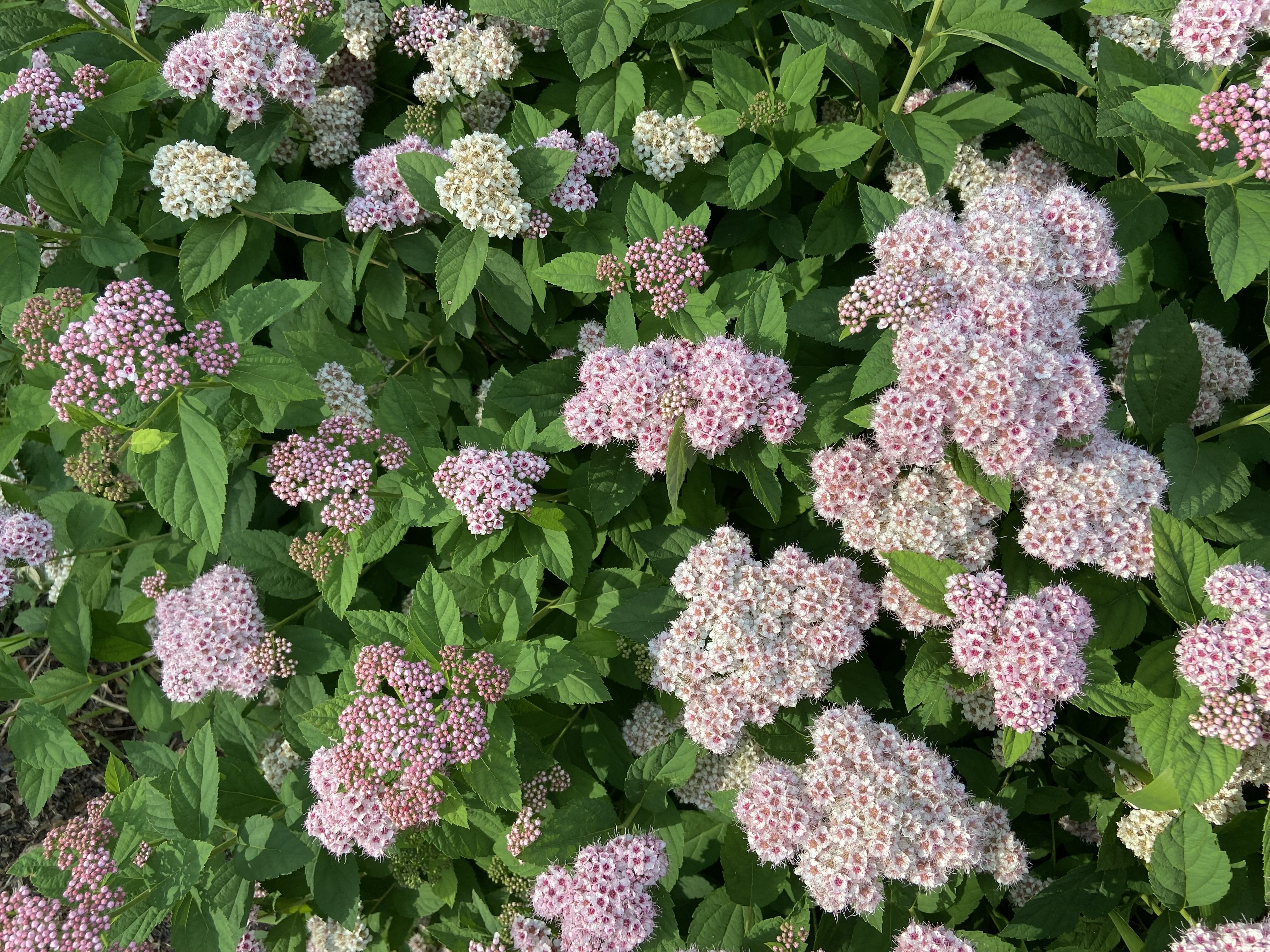 images/plants/spiraea/spi-pink-a-licious/spi-pink-a-licious-0007.jpg