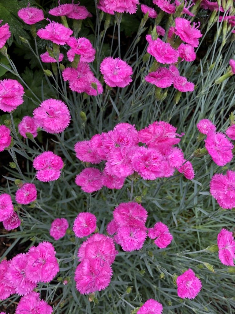 images/plants/dianthus/dia-pink-fire/dia-pink-fire-0007.jpg
