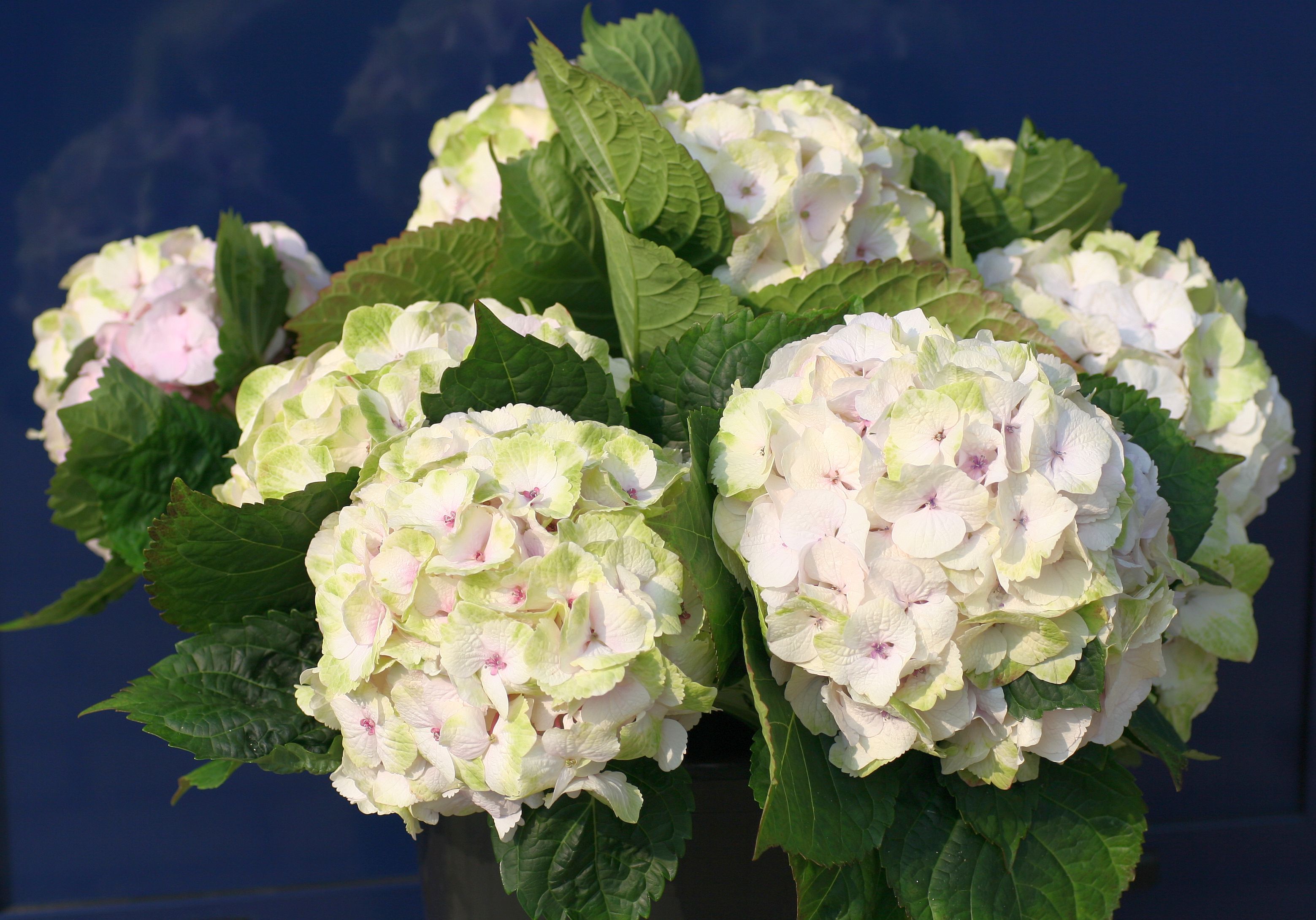 images/plants/hydrangea/hyd-magical-everlasting-noblesse/hyd-magical-everlasting-noblesse-0002.jpg