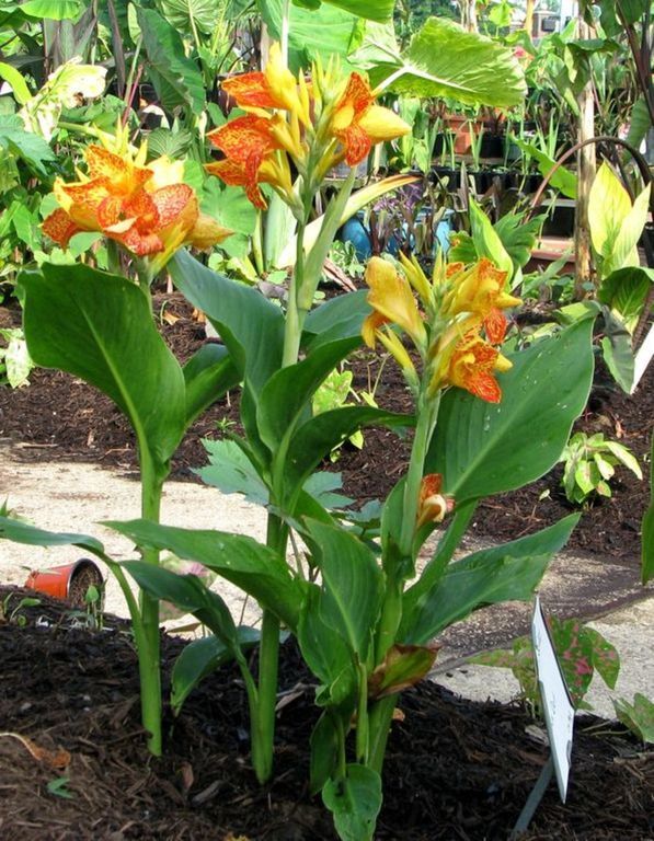 images/plants/canna/can-maui-punch/can-maui-punch-0001.jpg