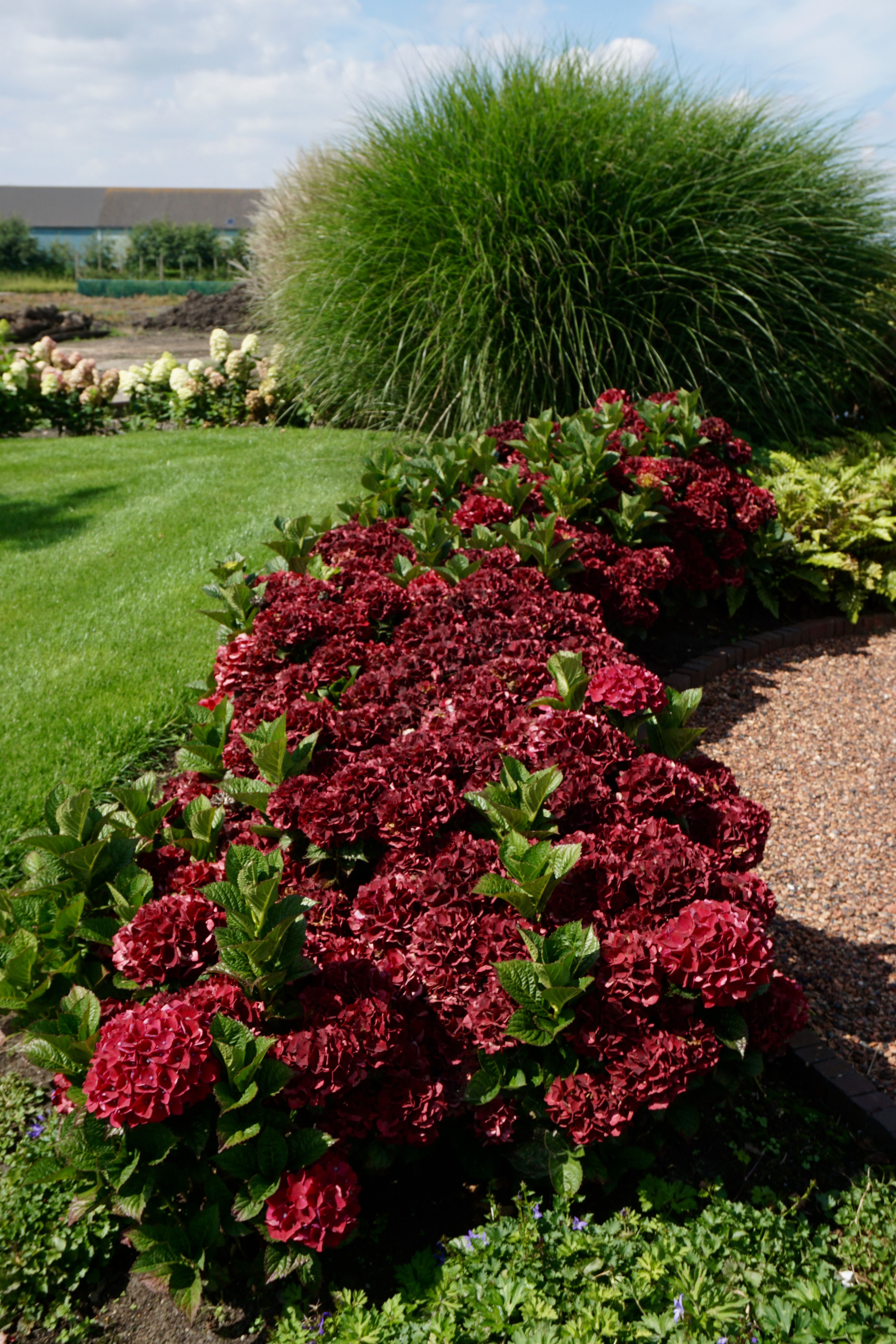 images/plants/hydrangea/hyd-magical-everlasting-crimson/hyd-magical-everlasting-crimson-0001.jpg