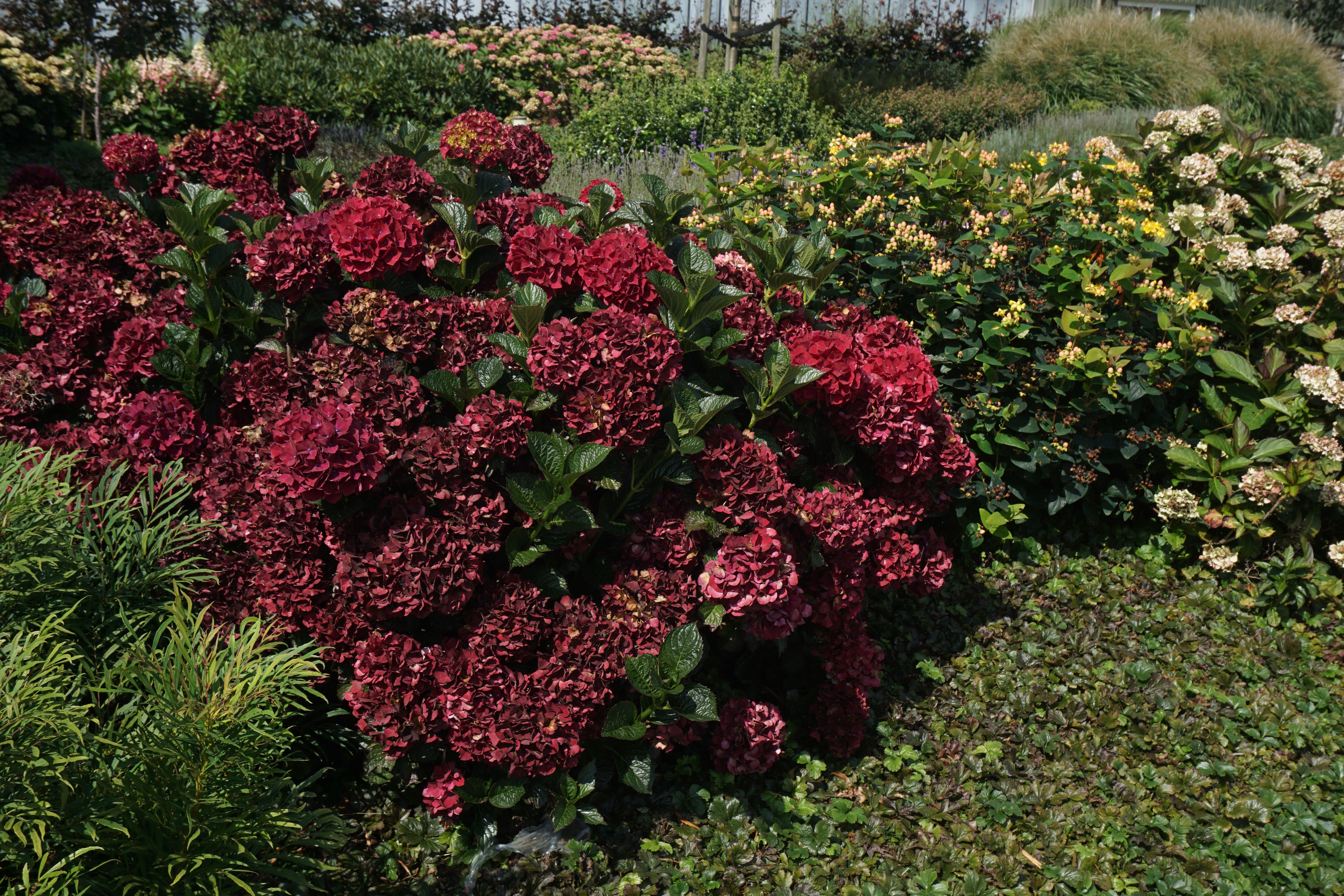 images/plants/hydrangea/hyd-magical-everlasting-crimson/hyd-magical-everlasting-crimson-0004.jpg