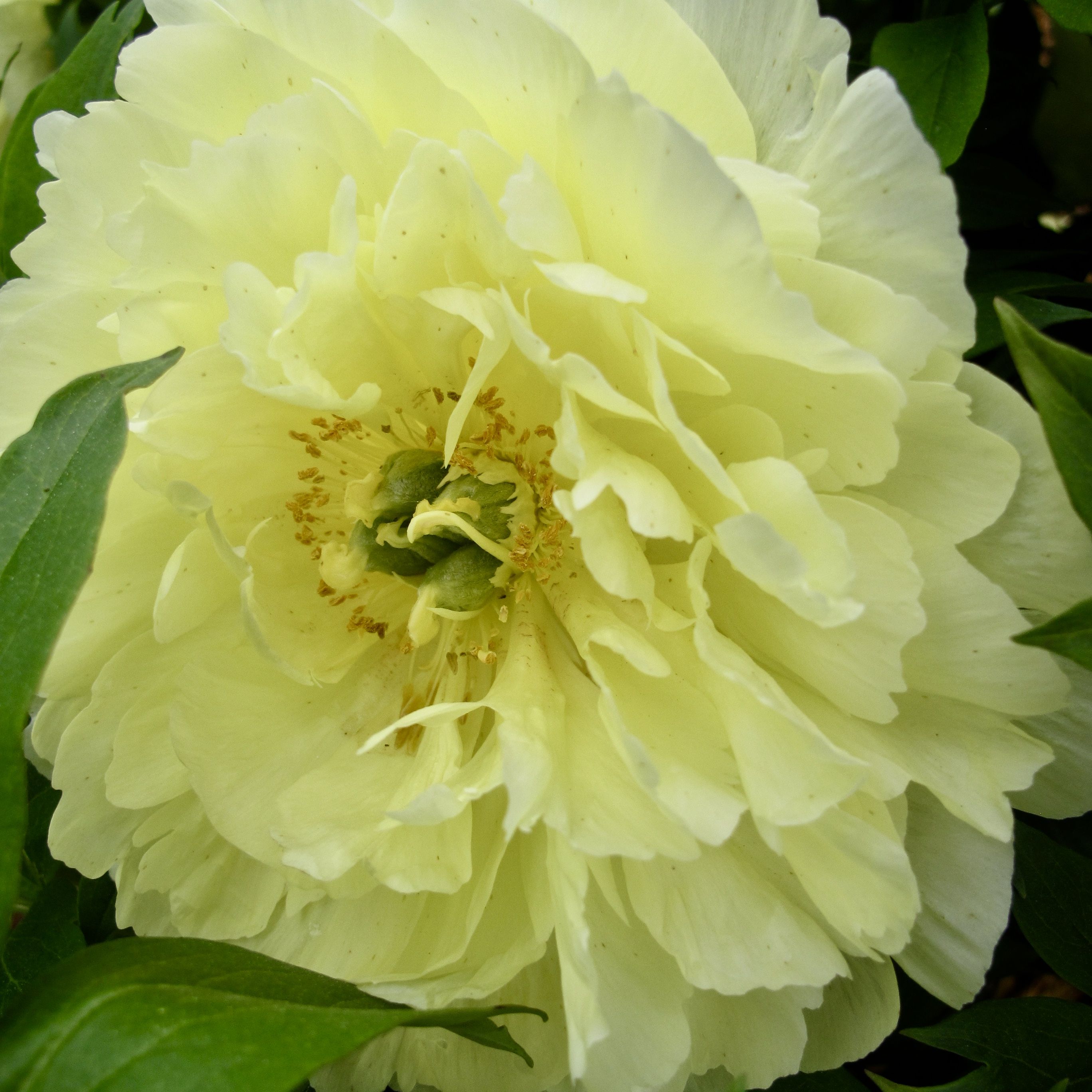 images/plants/paeonia/pae-golden-ticket/pae-golden-ticket-0004.JPG