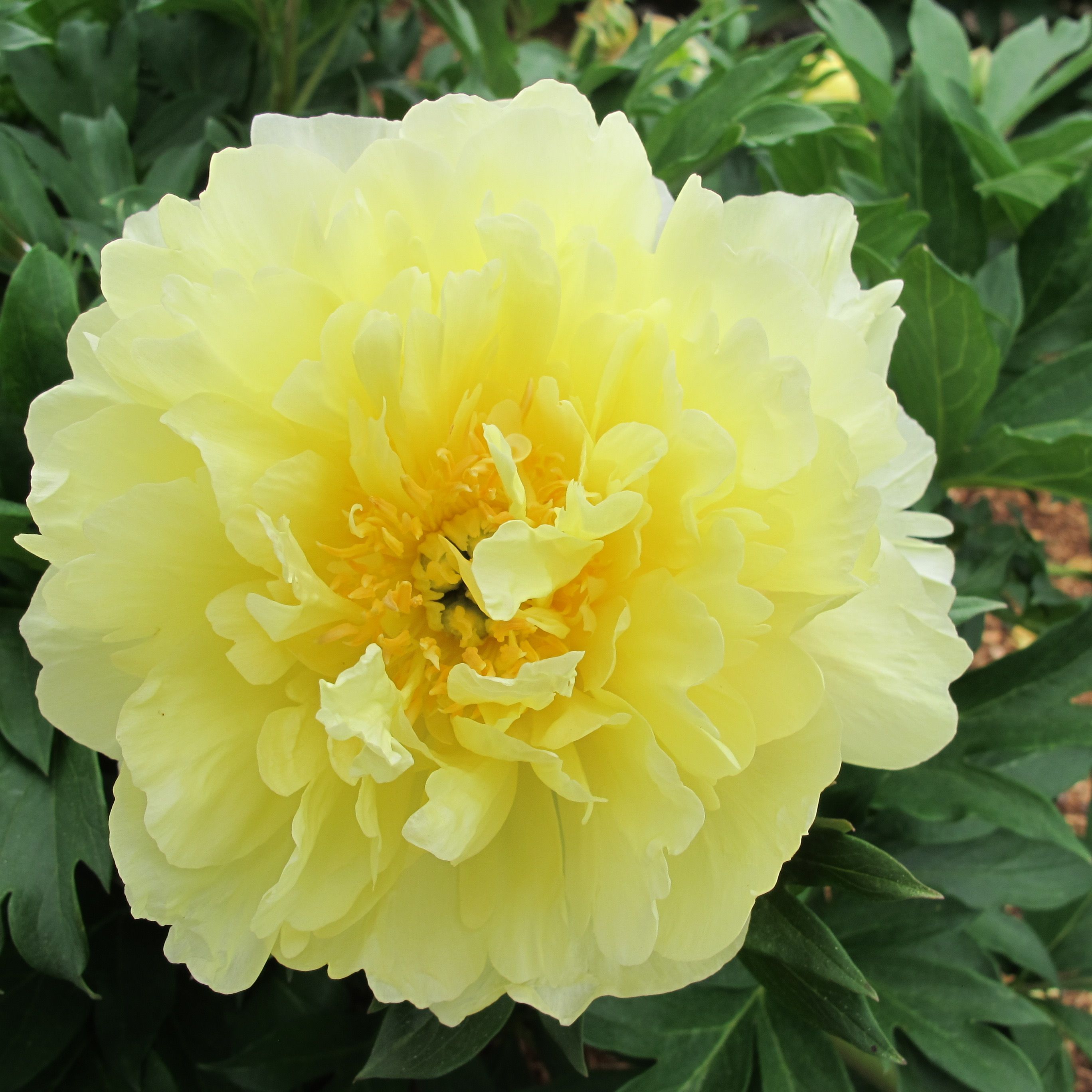 images/plants/paeonia/pae-golden-ticket/pae-golden-ticket-0003.JPG
