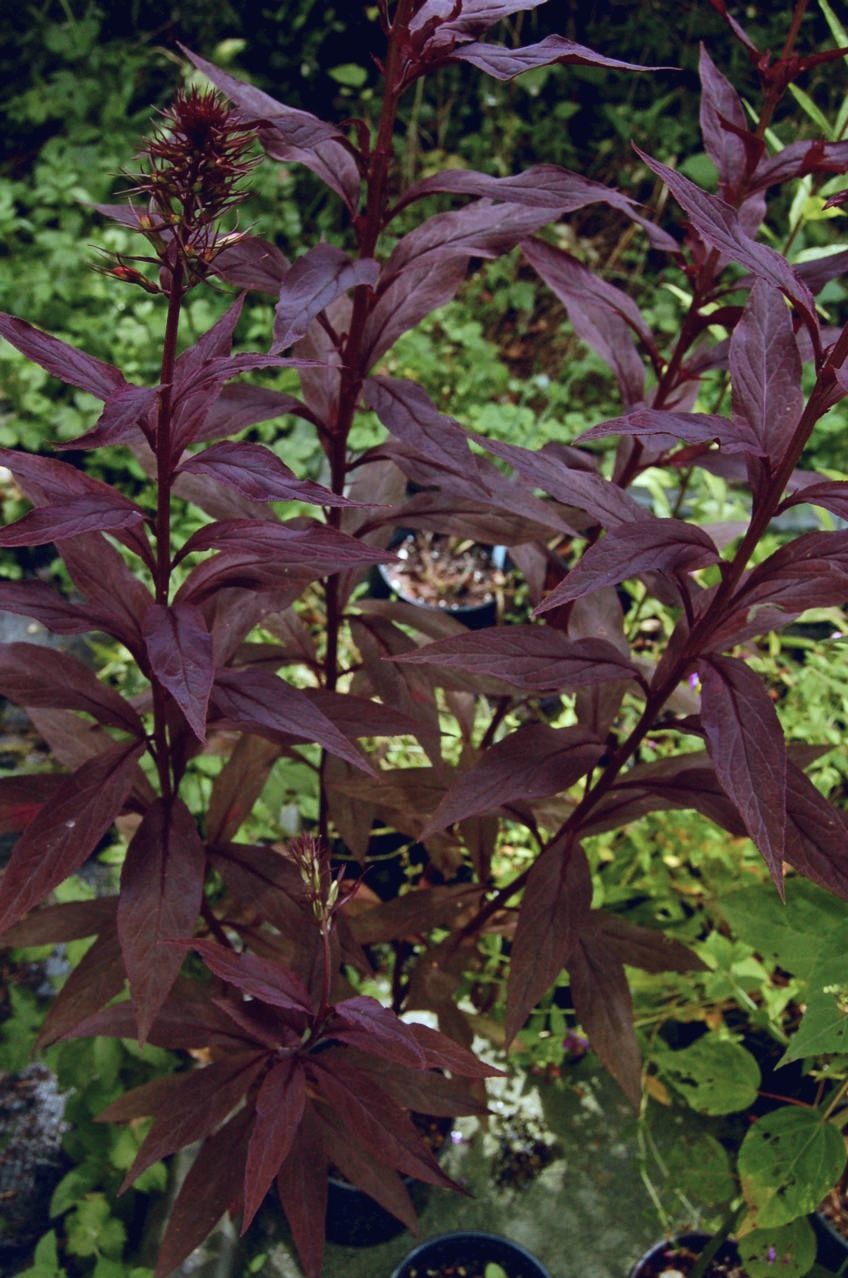 images/plants/lobelia/lob-black-truffle/lob-black-truffle-0008.jpg
