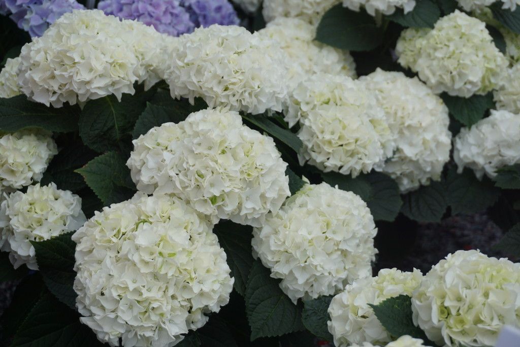 images/plants/hydrangea/hyd-magical-everlasting-bride/hyd-magical-everlasting-bride-0003.jpg
