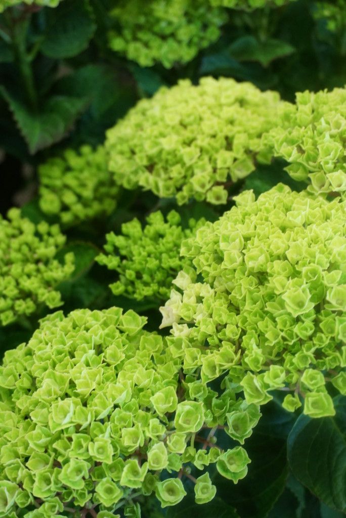 images/plants/hydrangea/hyd-magical-green-revolution/hyd-magical-green-revolution-0001.jpg