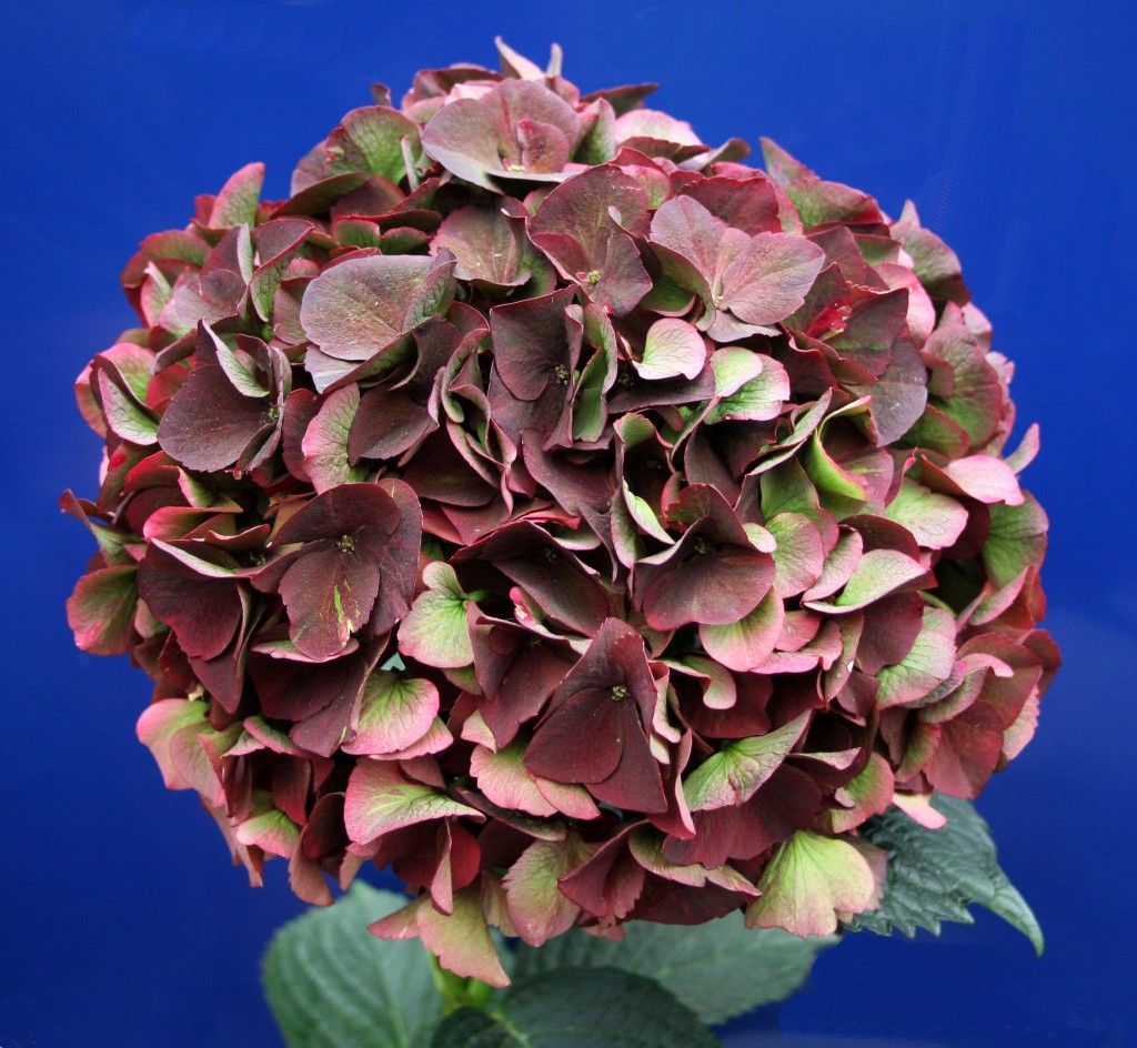 images/plants/hydrangea/hyd-magical-ruby-red/hyd-magical-ruby-red-0002.jpg