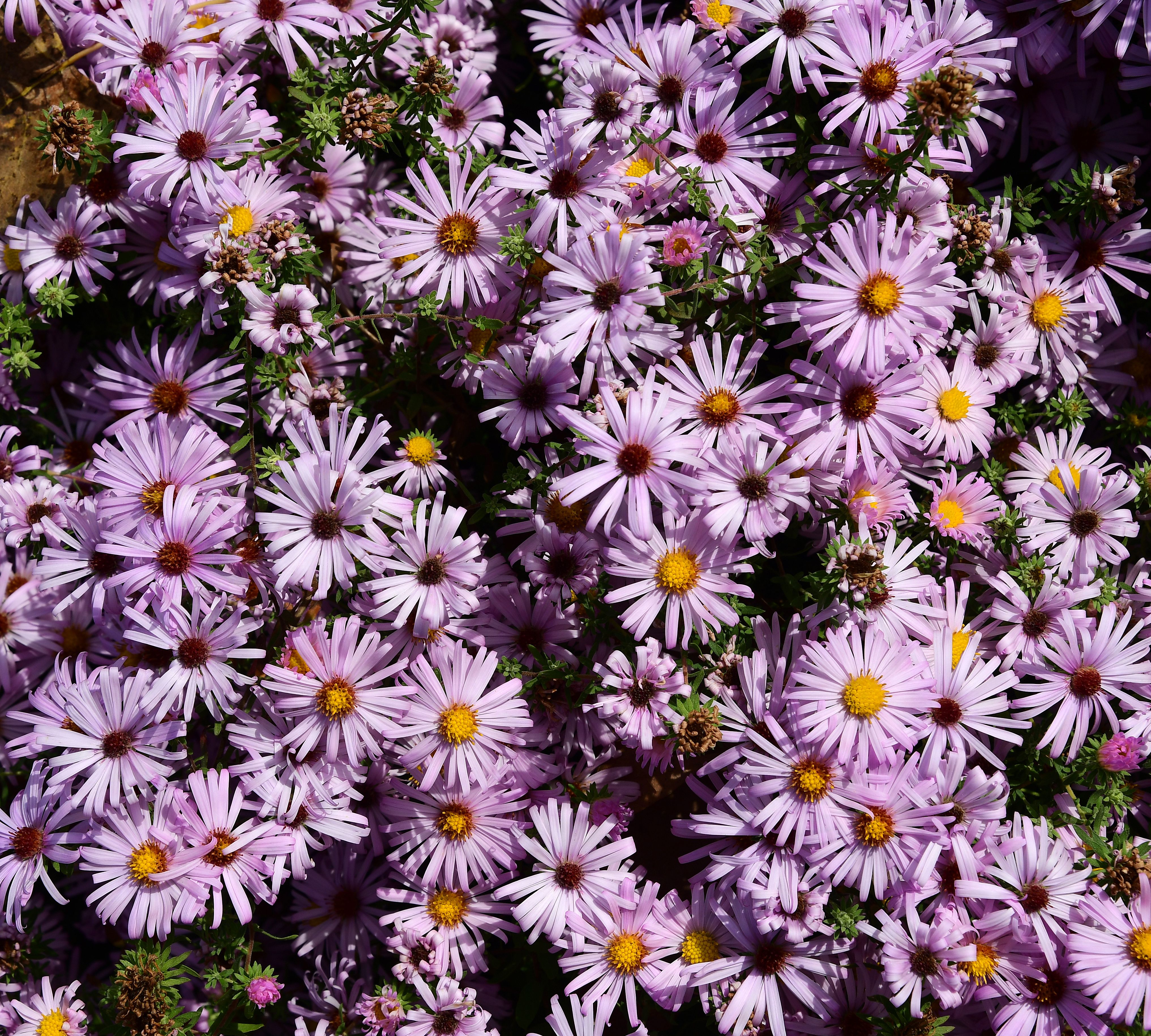 images/plants/aster/ast-cotton-candy/ast-cotton-candy-0006.jpg