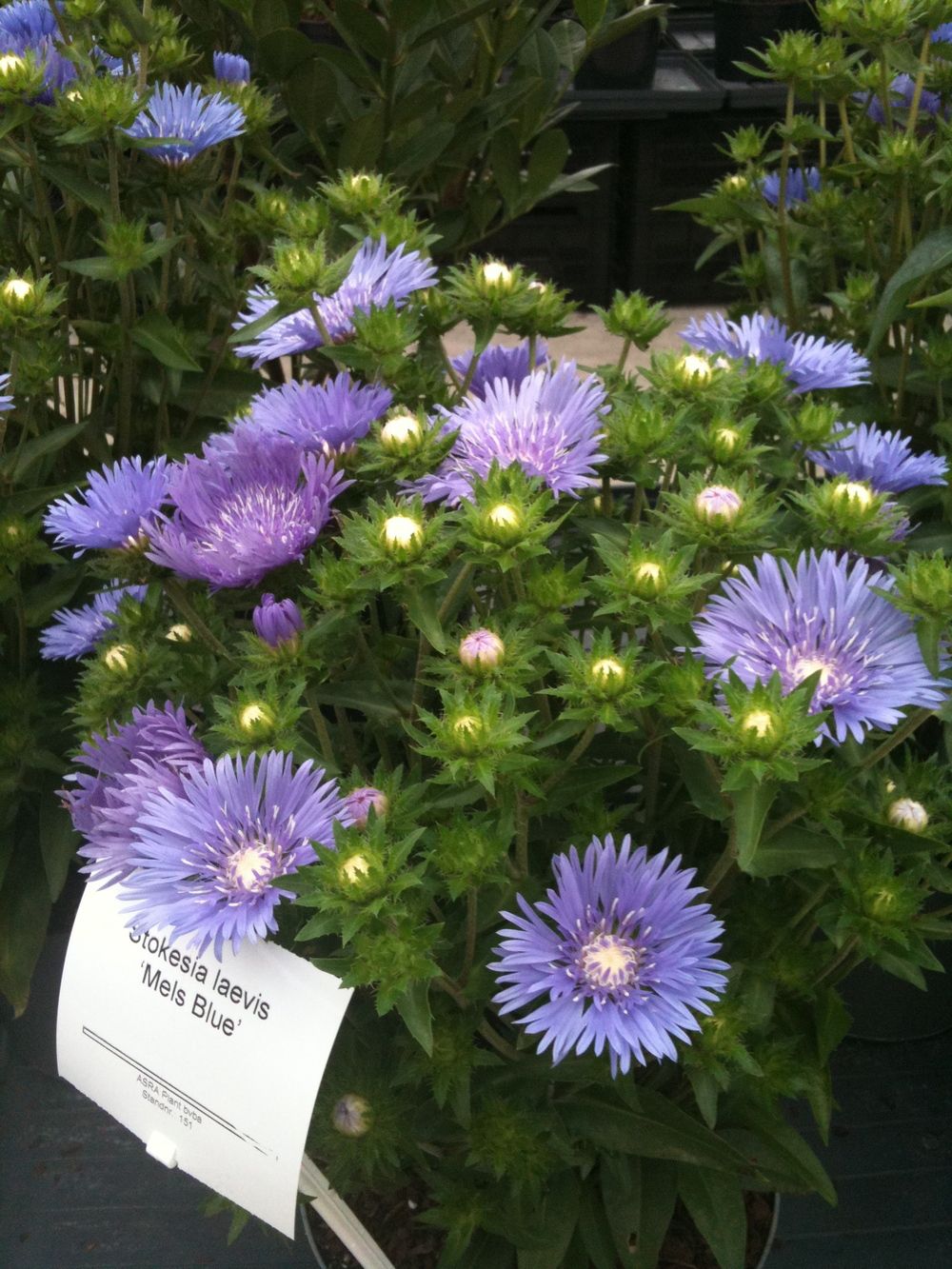 images/plants/stokesia/sto-mels-blue/sto-mels-blue-0007.jpg