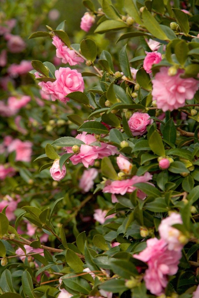 images/plants/camellia/cam-october-magic-pink-perplexion/cam-october-magic-pink-perplexion-0004.jpg