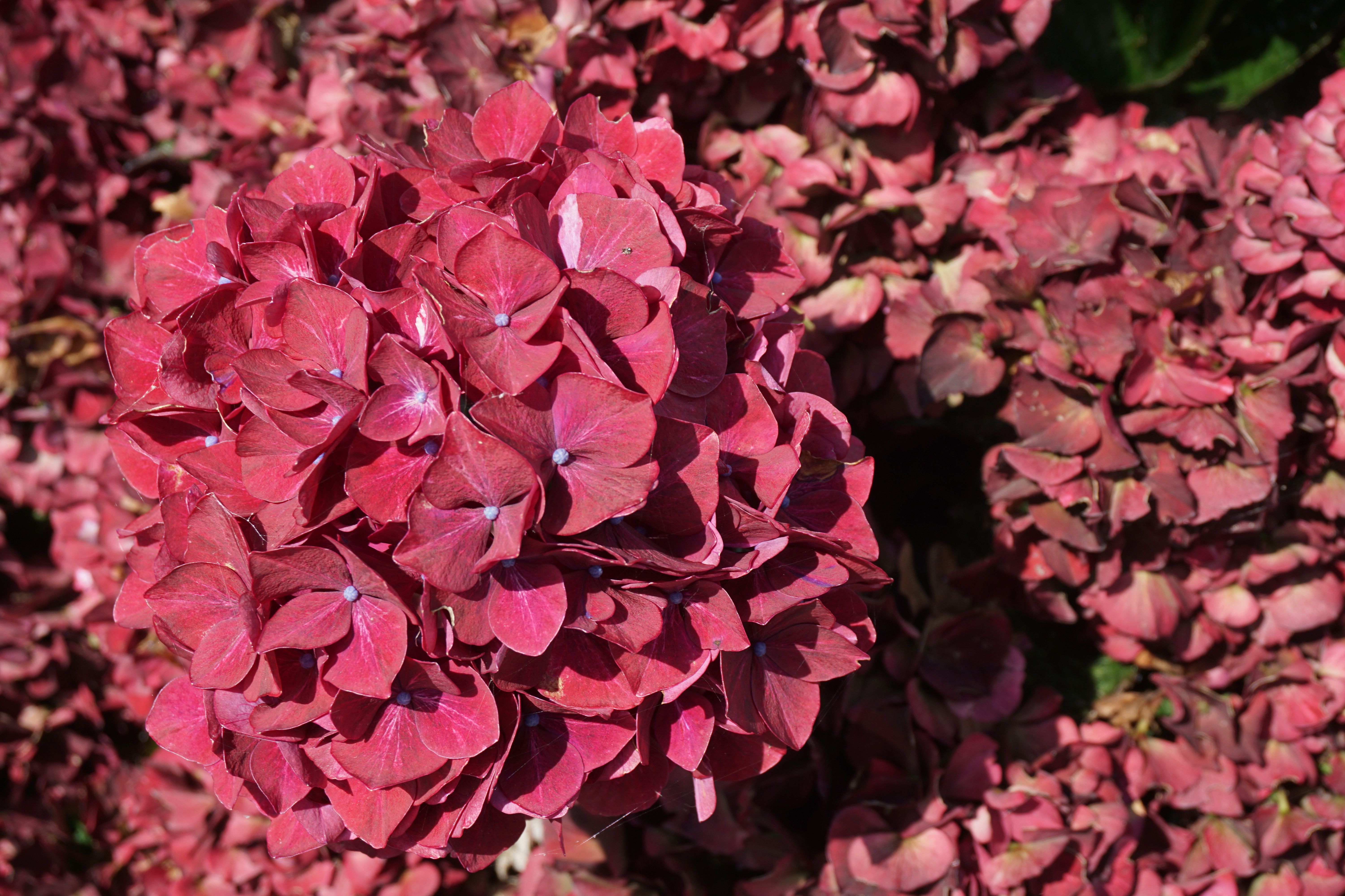 images/plants/hydrangea/hyd-magical-everlasting-crimson/hyd-magical-everlasting-crimson-0006.jpg