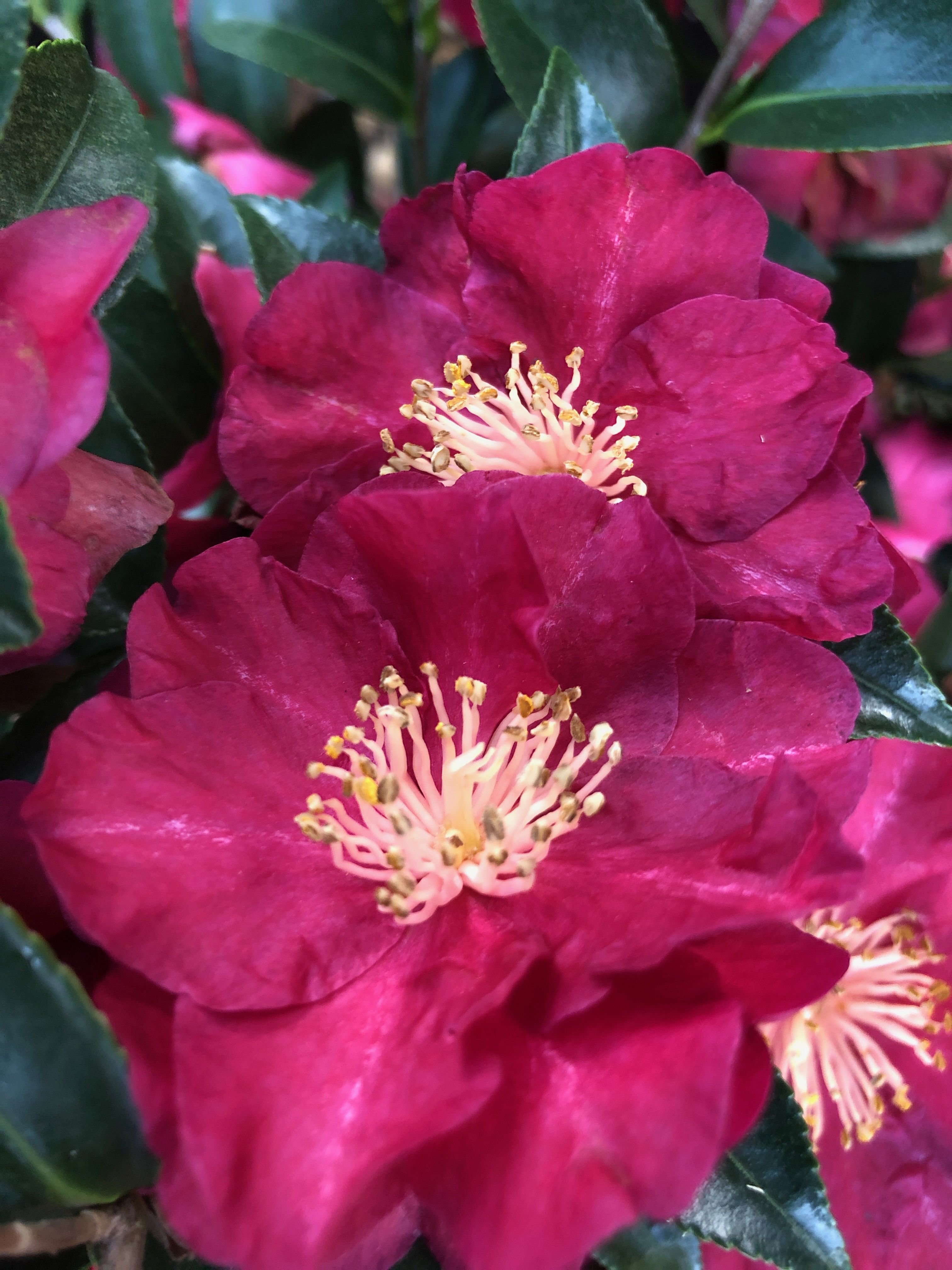 images/plants/camellia/cam-october-magic-rose/cam-october-magic-rose-0015.jpg