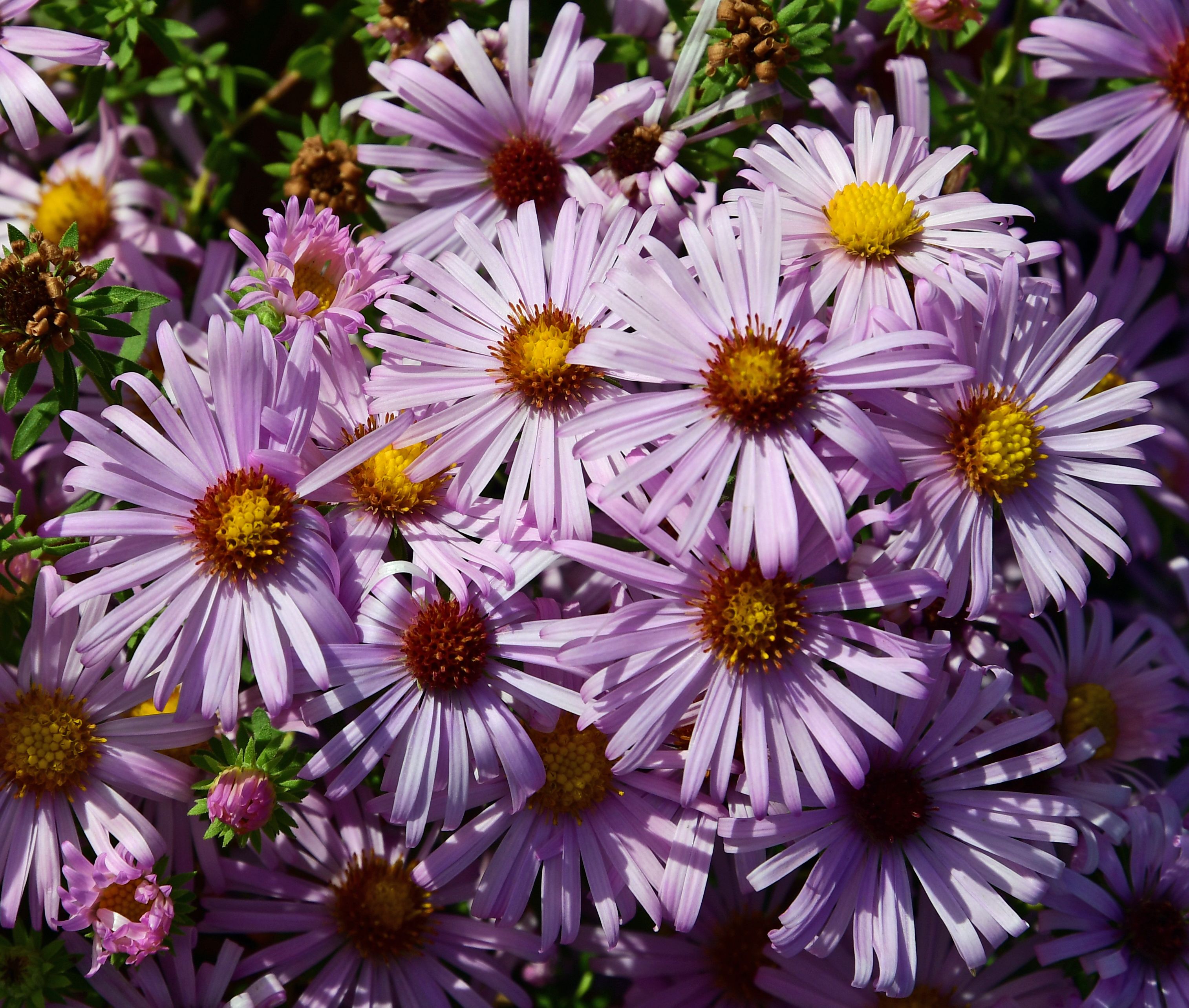 images/plants/aster/ast-cotton-candy/ast-cotton-candy-0007.jpg