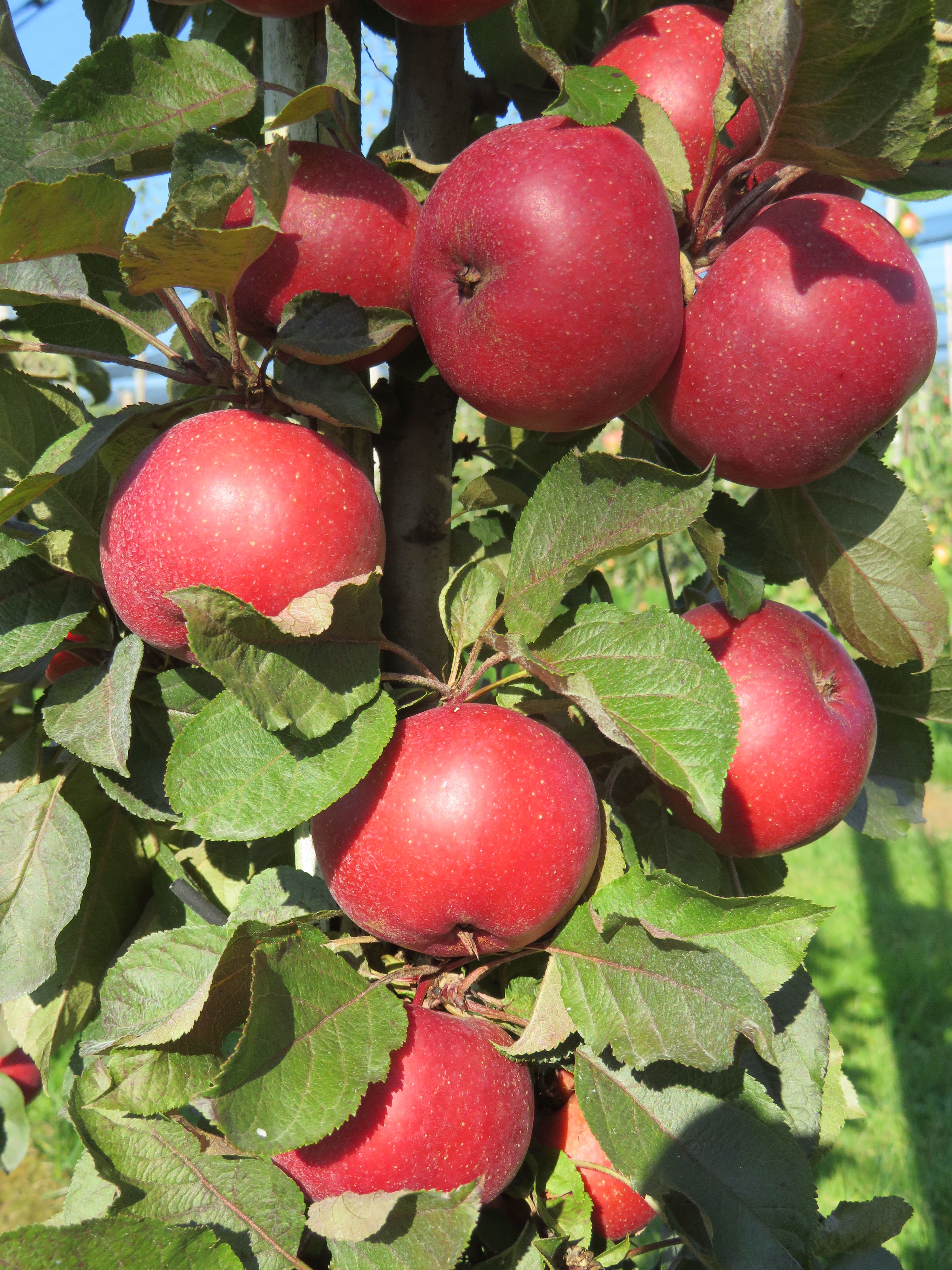 images/plants/malus/mal-all-red/mal-all-red-0009.jpg