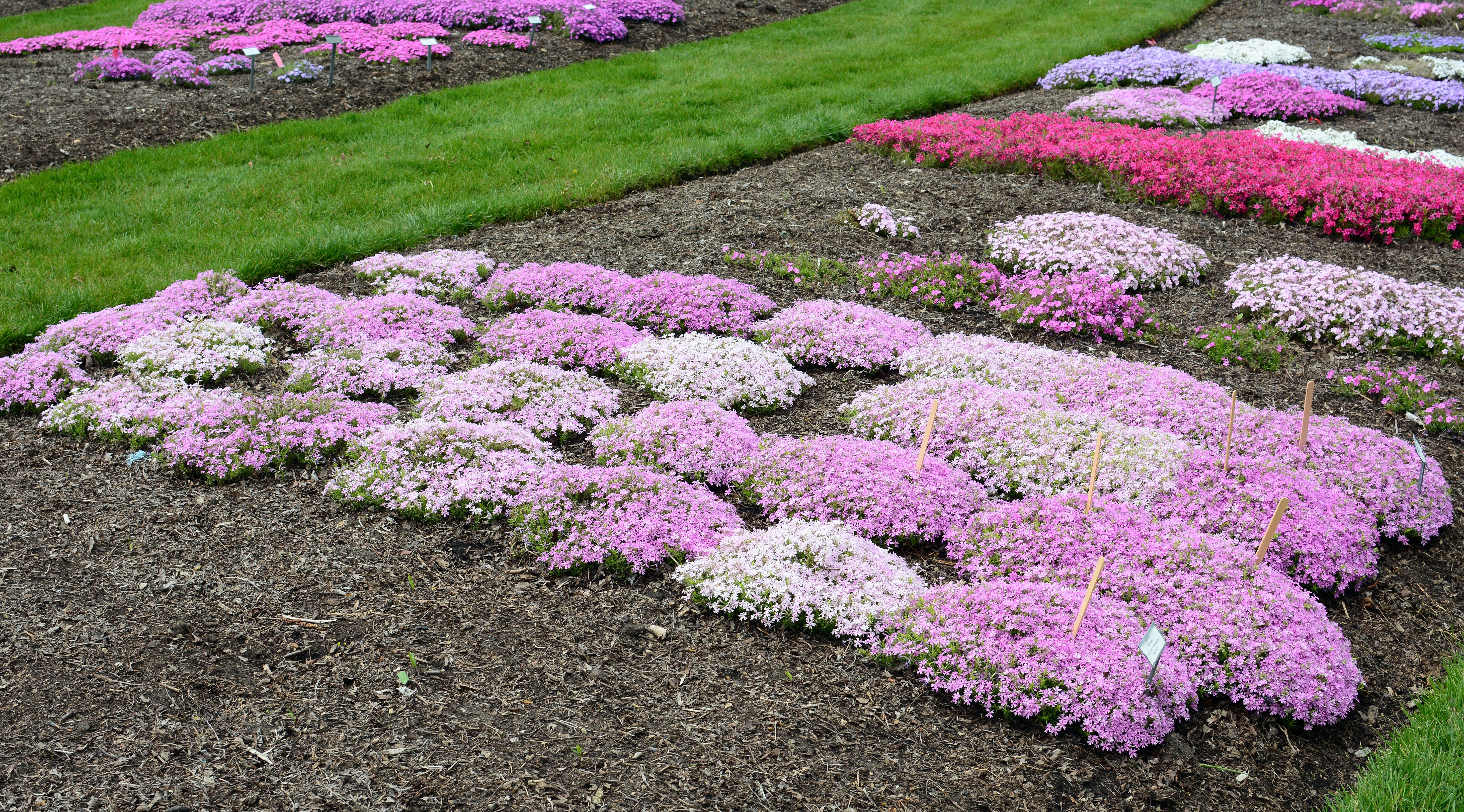 images/plants/phlox/phl-perfectly-puzzling/phl-perfectly-puzzling-0005.jpg