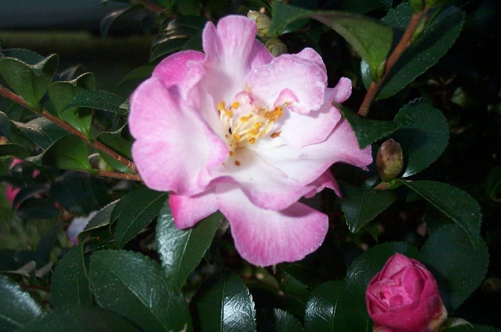 images/plants/camellia/cam-october-magic-orchid/cam-october-magic-orchid-0004.jpg