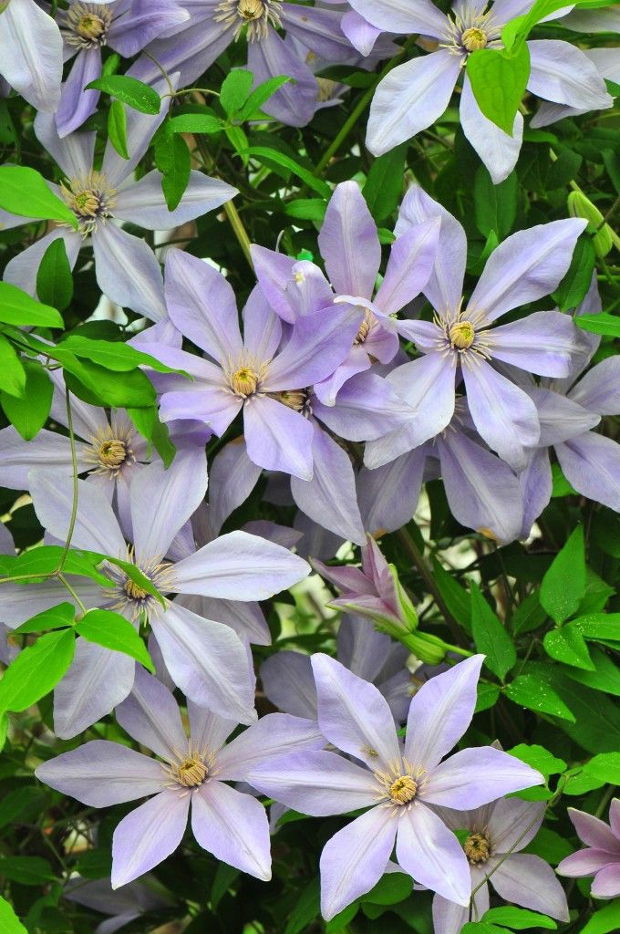 images/plants/clematis/cle-scented-clem-sugar-sweet-blue/cle-scented-clem-sugar-sweet-blue-0001.jpg