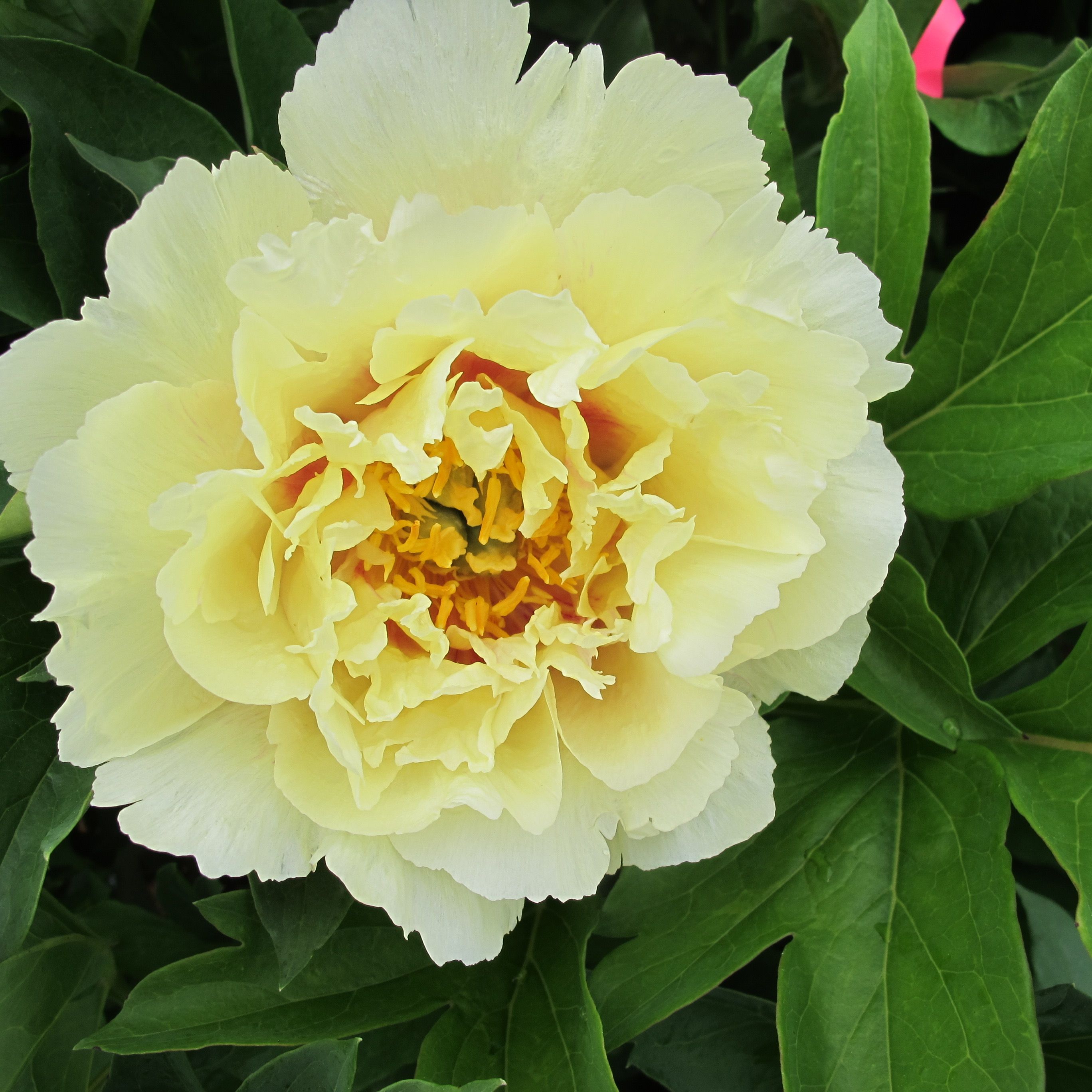 images/plants/paeonia/pae-golden-ticket/pae-golden-ticket-0002.JPG