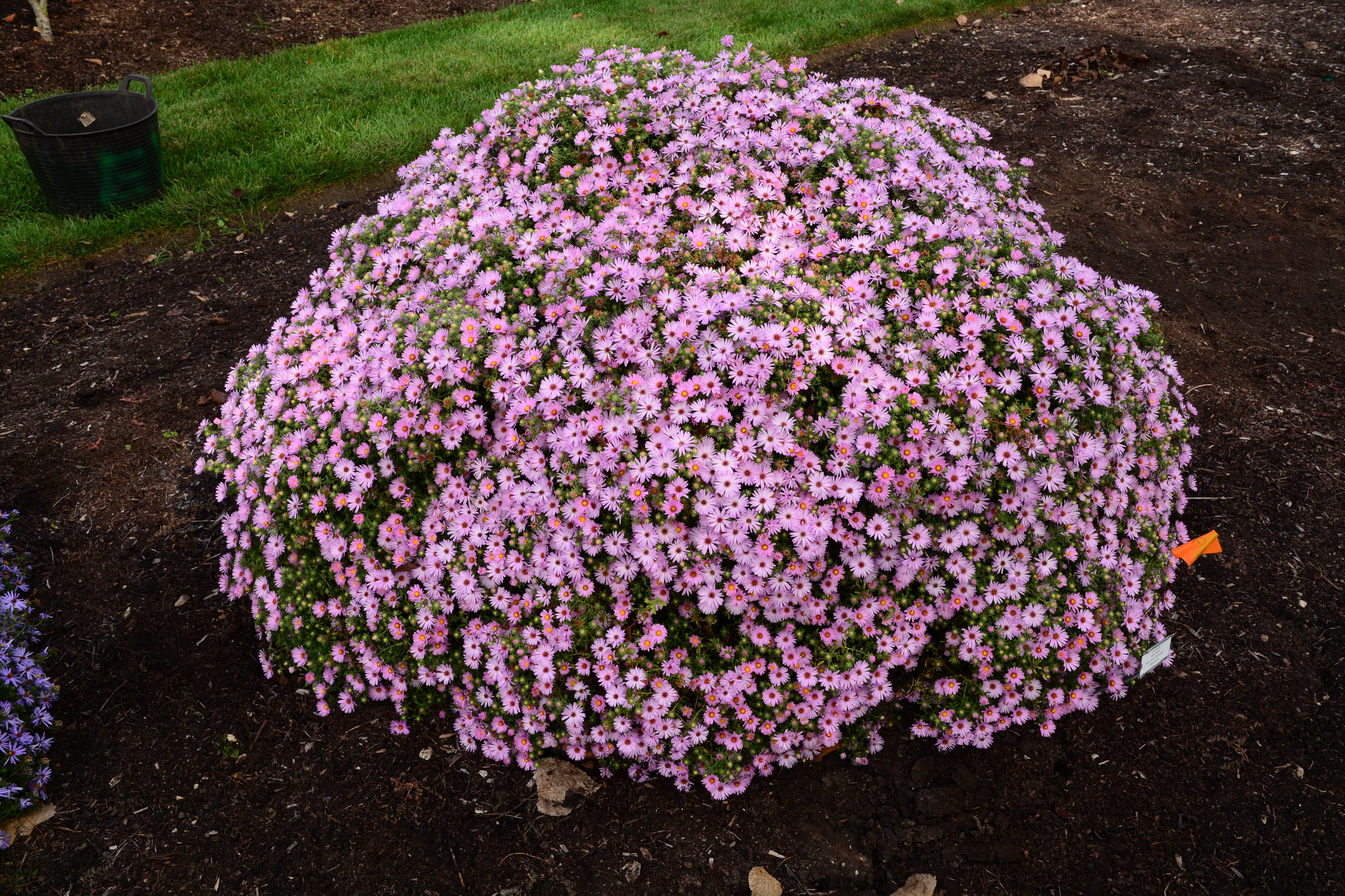 images/plants/aster/ast-billowing-pink/ast-billowing-pink-0005.jpg