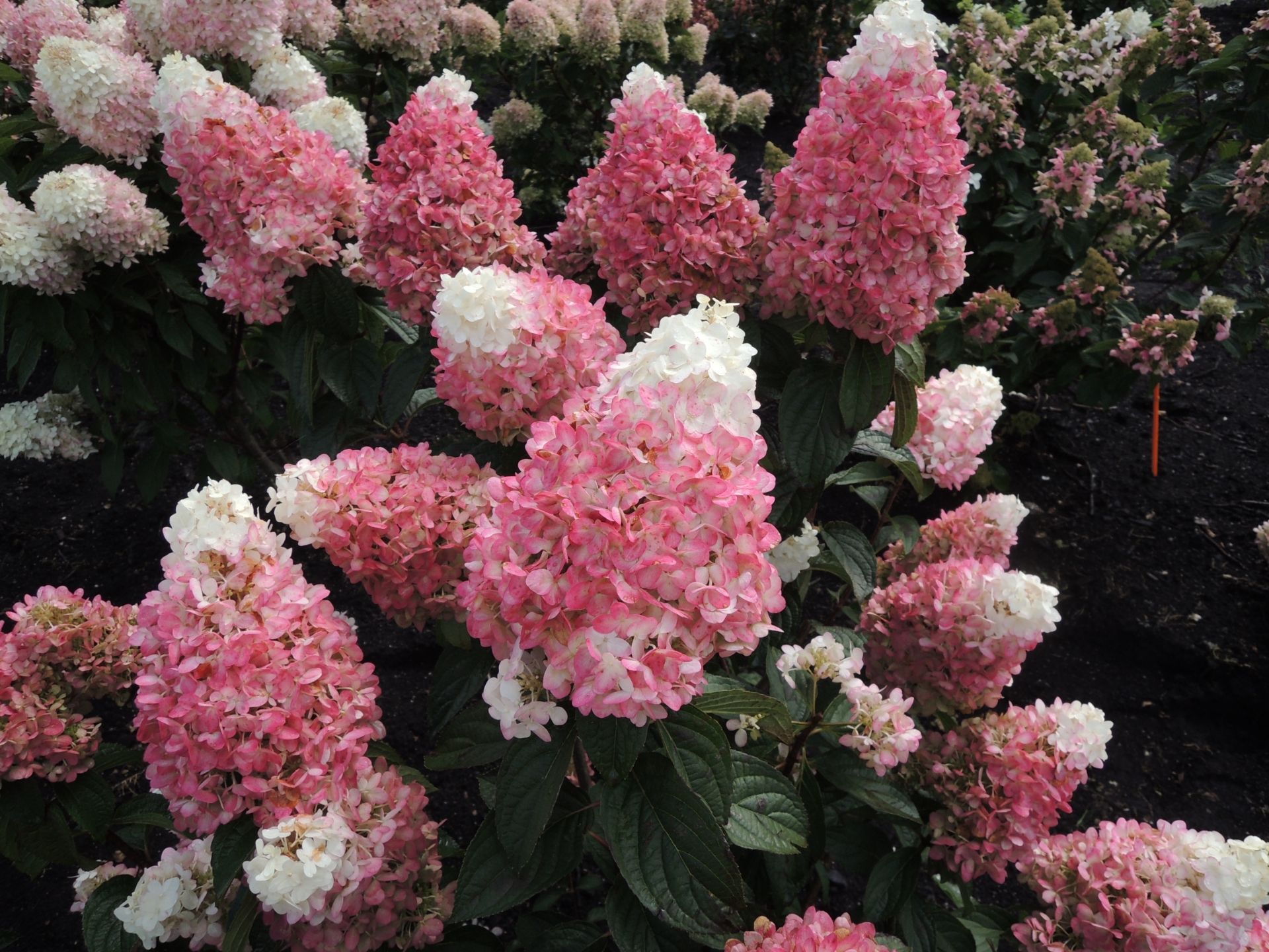 images/plants/hydrangea/hyd-magical-ruby-snow/hyd-magical-ruby-snow-0003.jpg