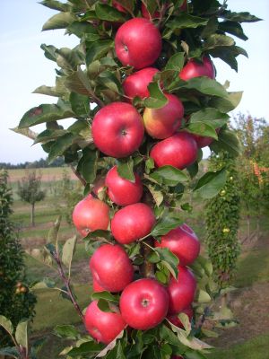 Tasty Red apple tree