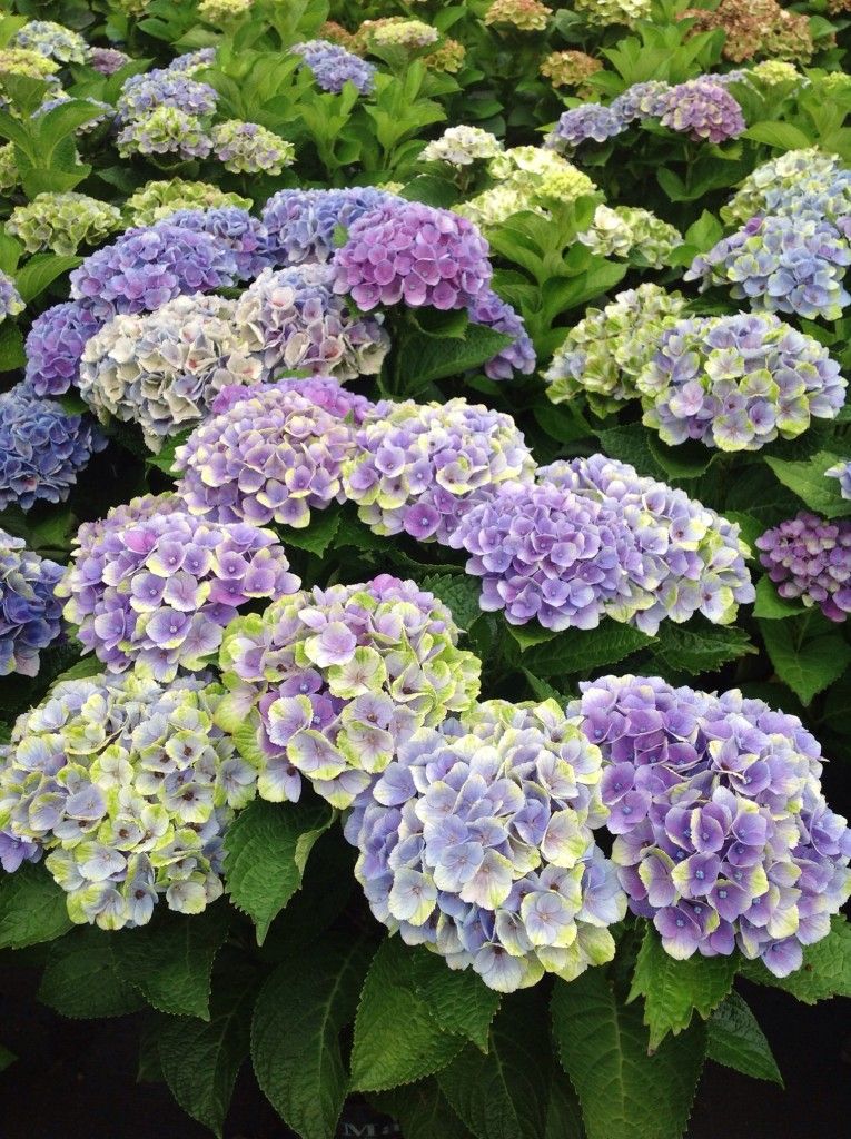 images/plants/hydrangea/hyd-magical-everlasting-amethyst/hyd-magical-everlasting-amethyst-0018.jpg
