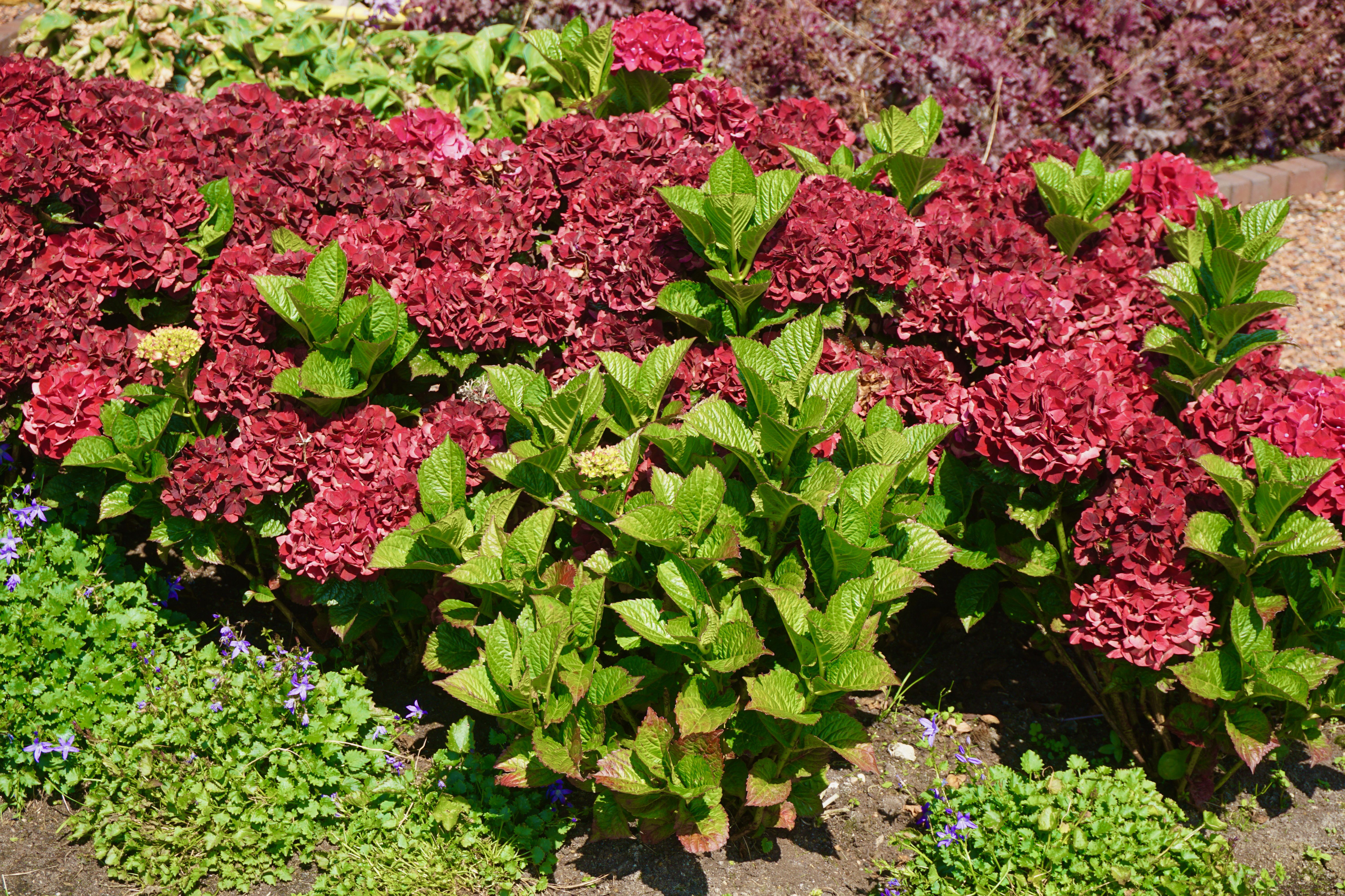 images/plants/hydrangea/hyd-magical-everlasting-crimson/hyd-magical-everlasting-crimson-0002.jpg