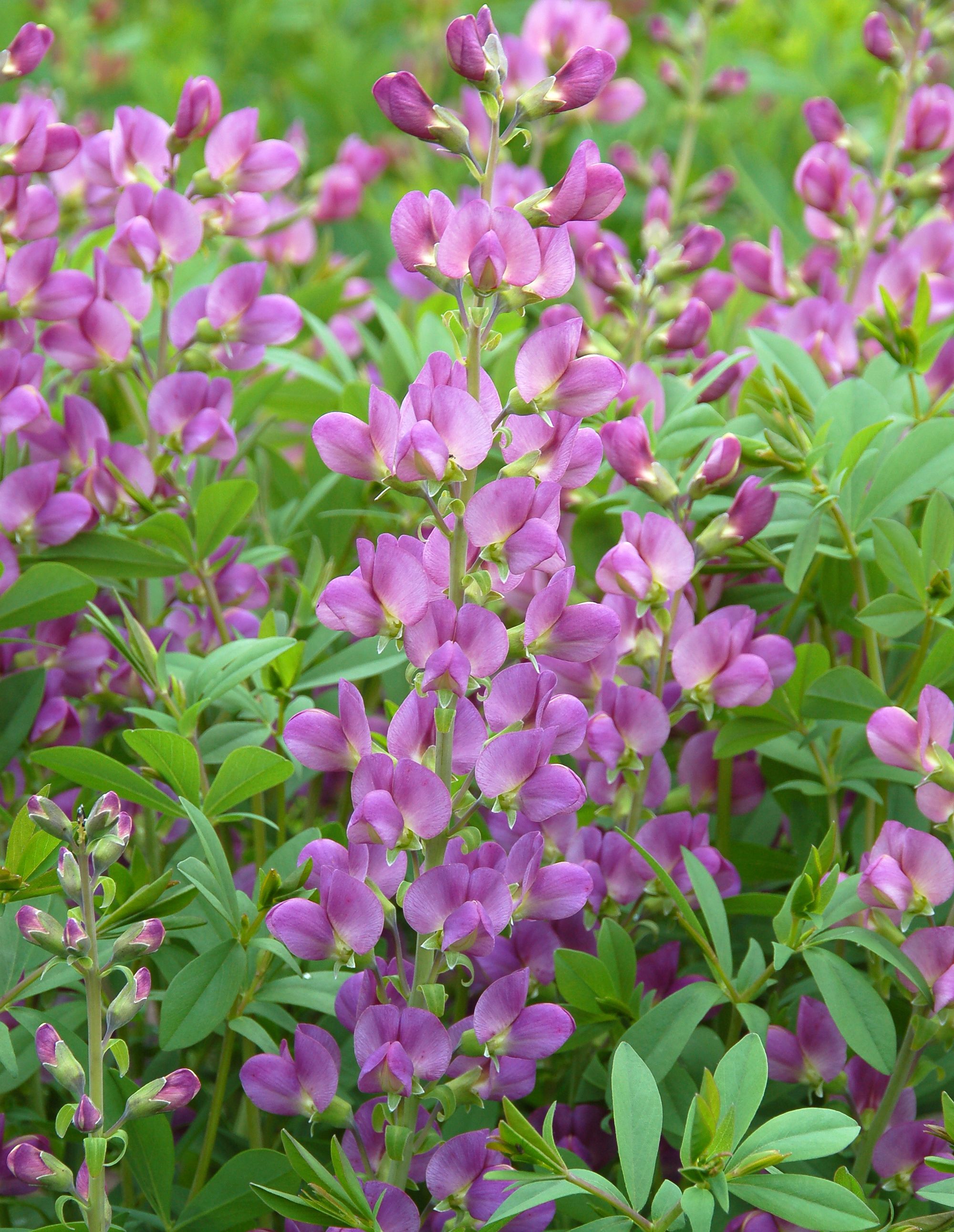 images/plants/baptisia/bap-lavendar-rose/bap-lavendar-rose-0006.jpg