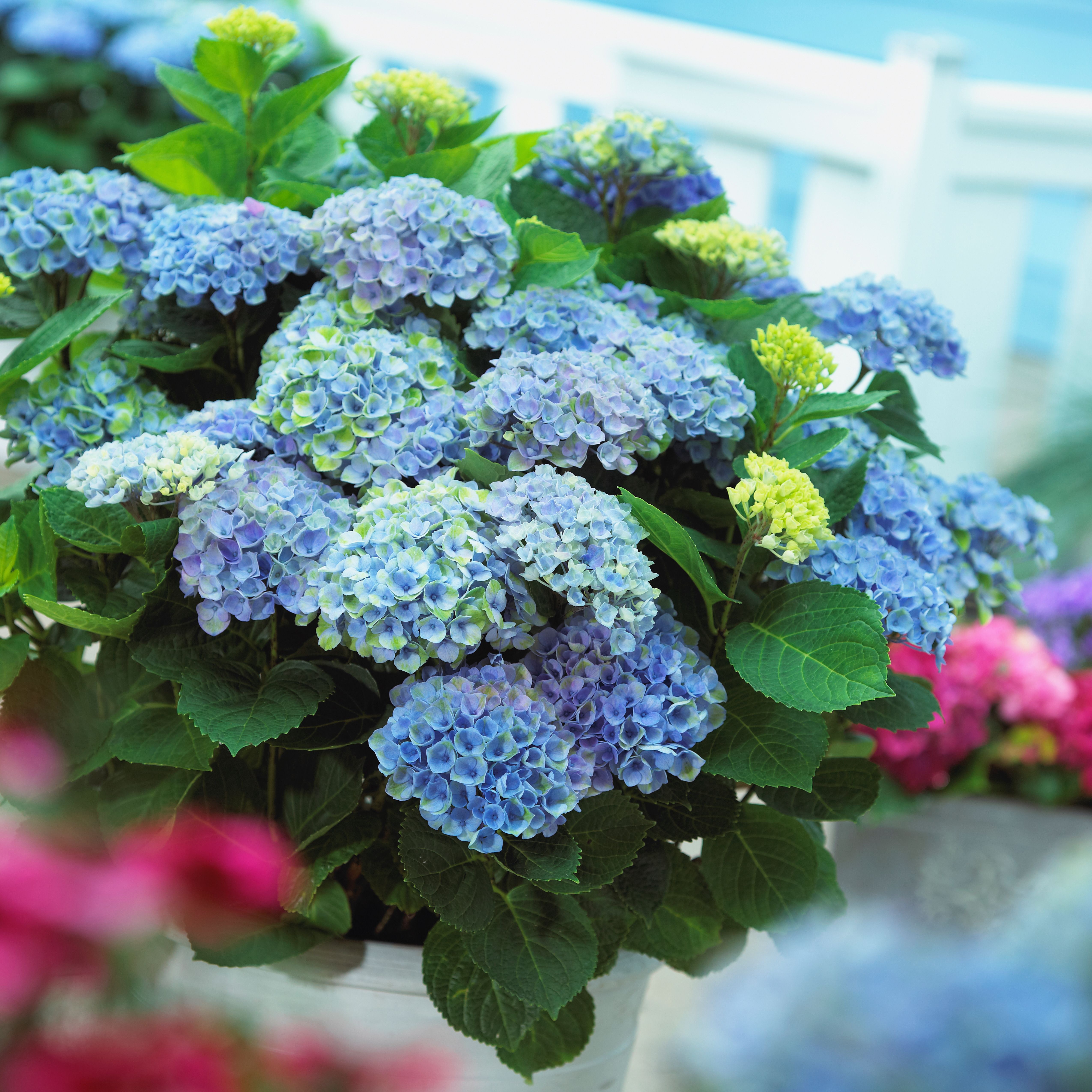 images/plants/hydrangea/hyd-magical-everlasting-revolution/hyd-magical-everlasting-revolution-0124.jpg