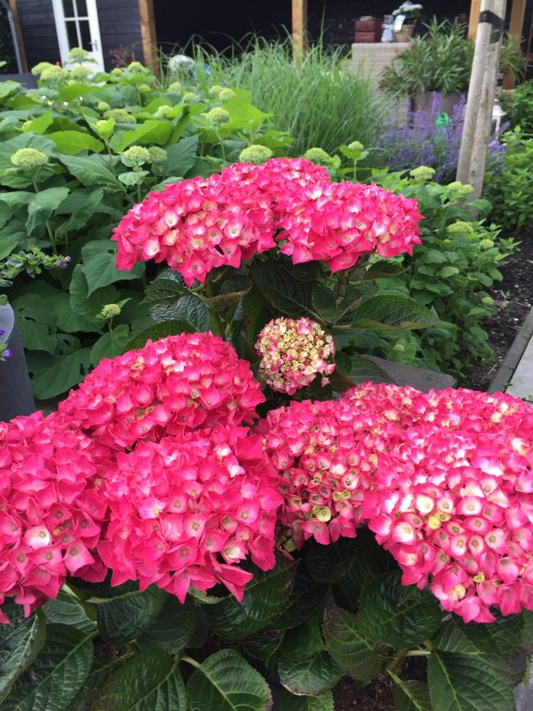 images/plants/hydrangea/hyd-magical-everlasting-crimson/hyd-magical-everlasting-crimson-0010.jpg
