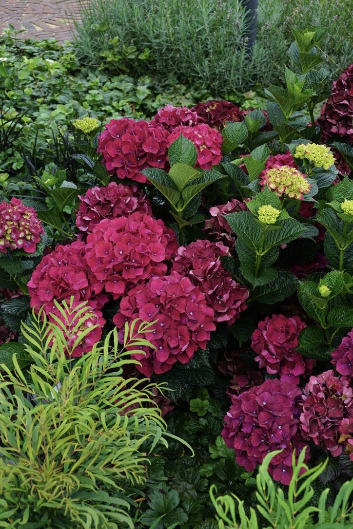 images/plants/hydrangea/hyd-magical-ruby-red/hyd-magical-ruby-red-0007.jpg