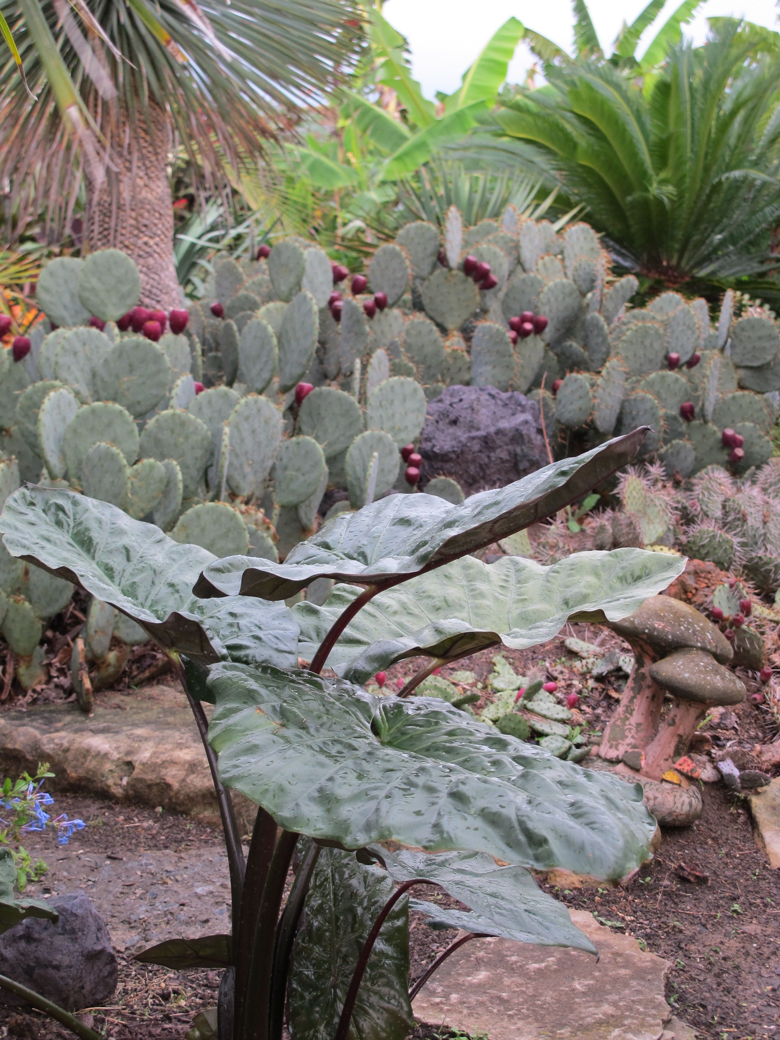 images/plants/alocasia/alo-yucatan-princess/alo-yucatan-princess-0006.jpg