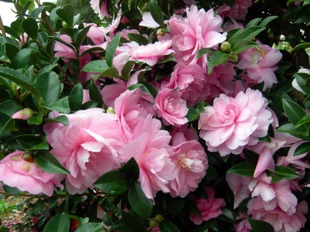images/plants/camellia/cam-october-magic-pink-perplexion/cam-october-magic-pink-perplexion-0022.jpg