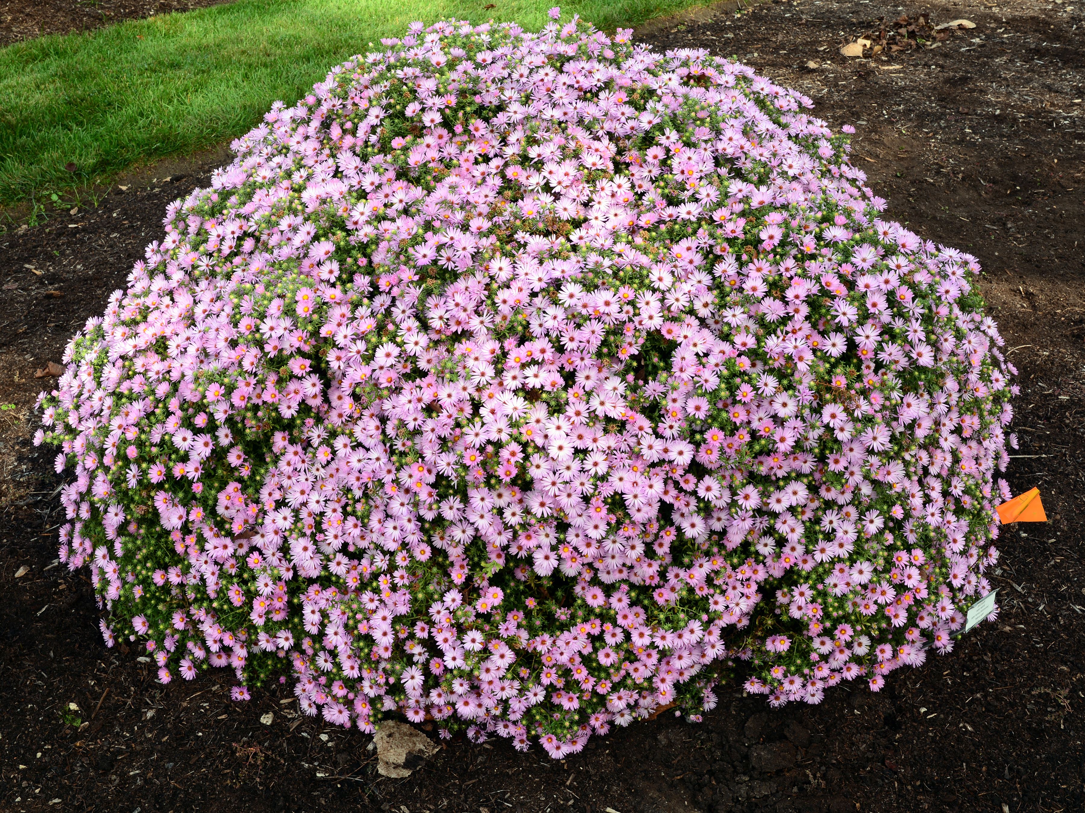 images/plants/aster/ast-billowing-pink/ast-billowing-pink-0001.jpg