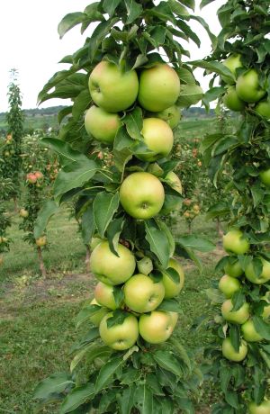 Tangy Green apple tree