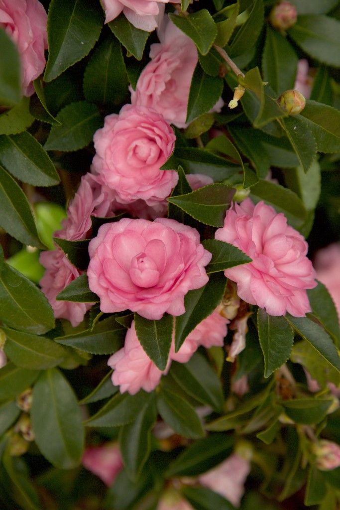 images/plants/camellia/cam-october-magic-pink-perplexion/cam-october-magic-pink-perplexion-0006.jpg