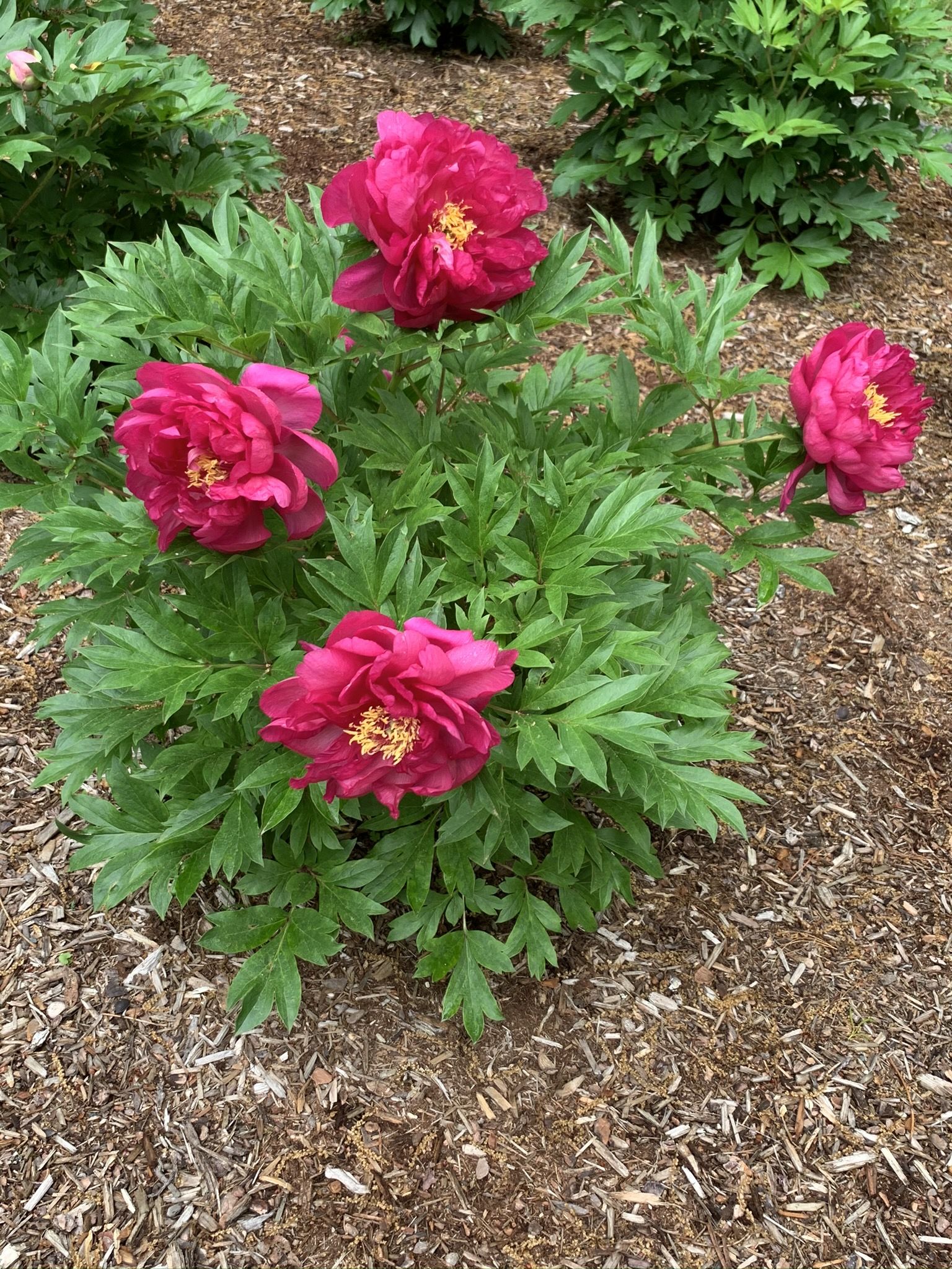 images/plants/paeonia/pae-candy-apple/pae-candy-apple-0017.JPEG